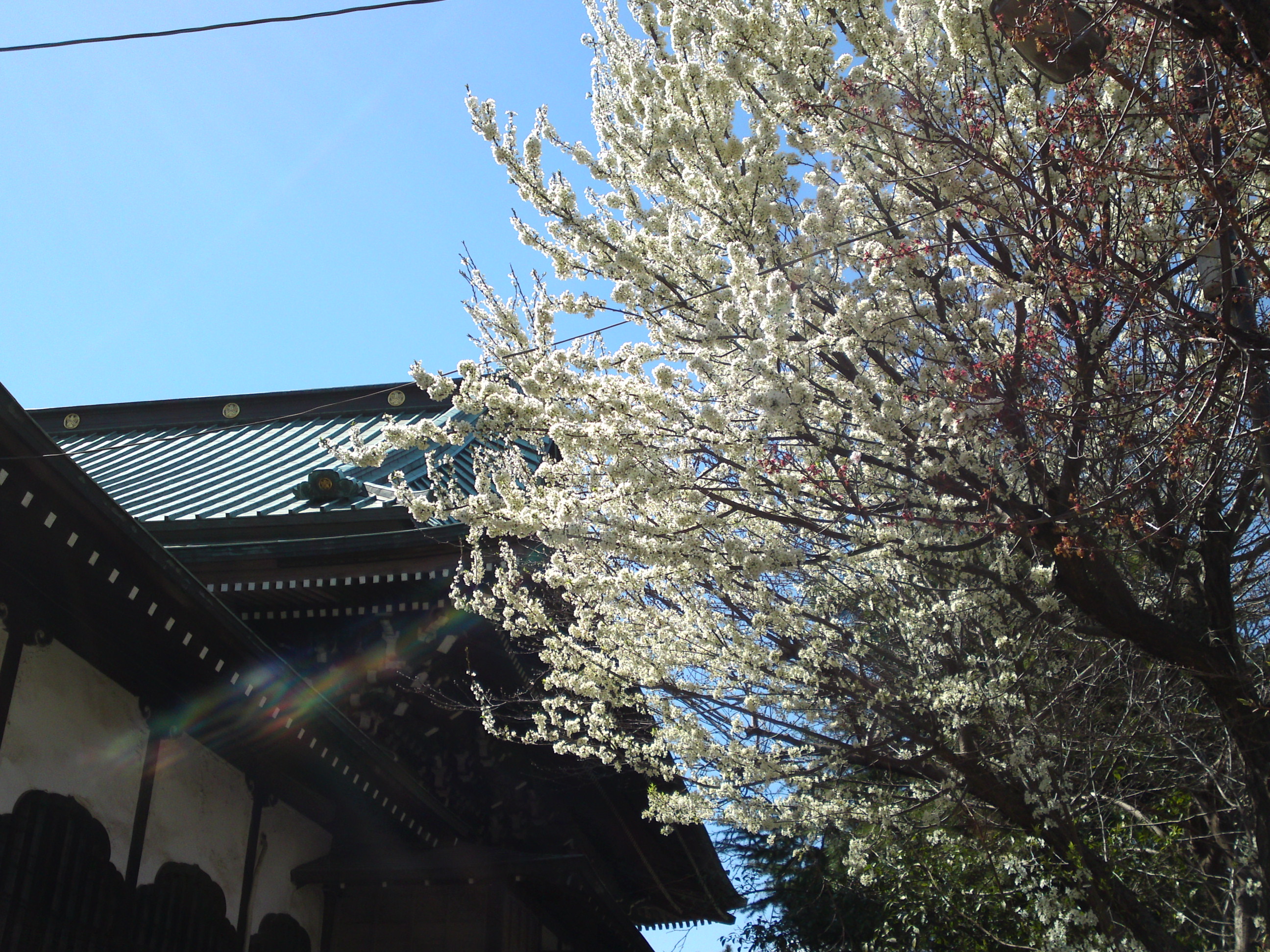 2019年手児奈霊神堂に咲く白い桜の花１