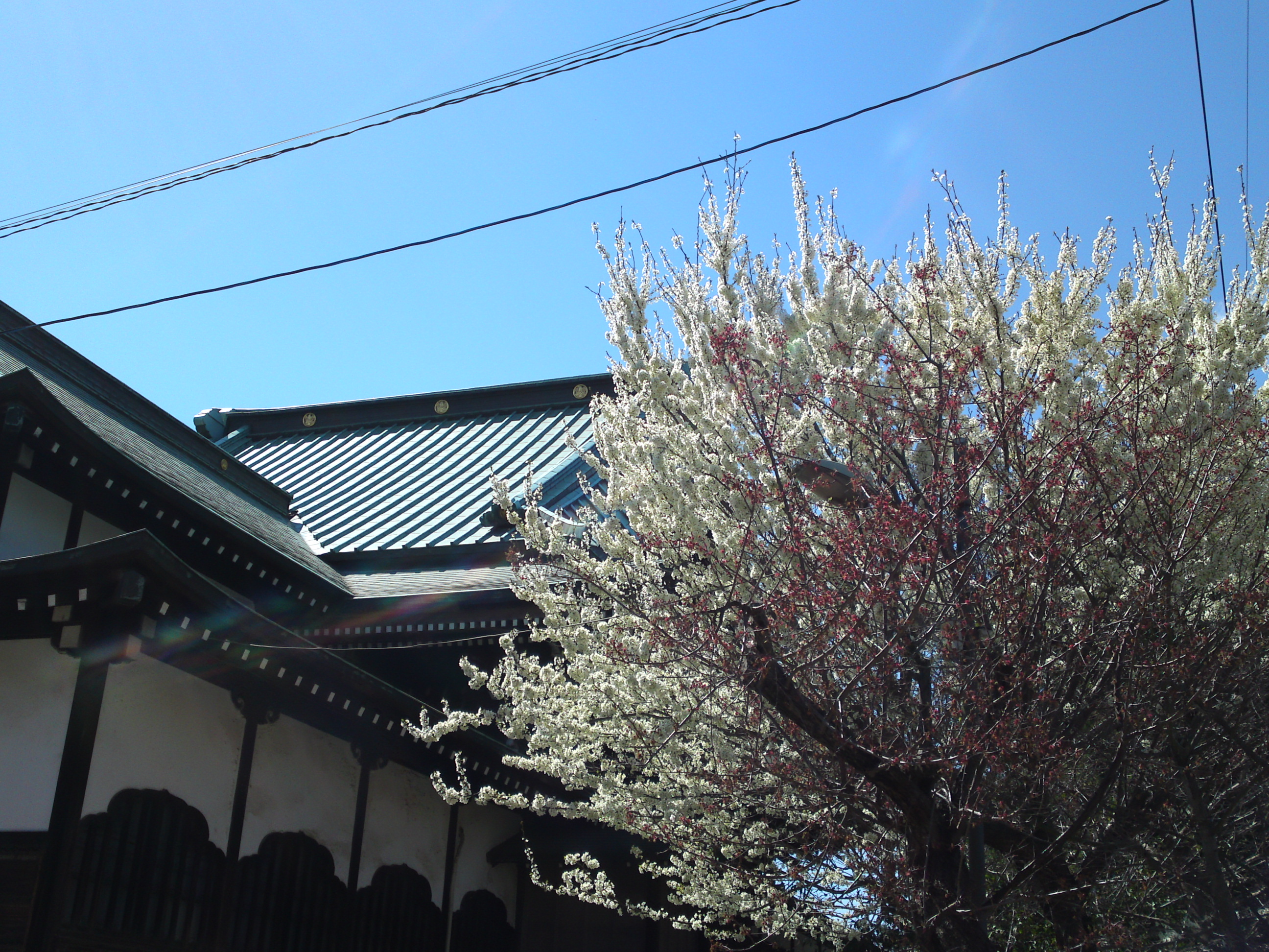 2019年手児奈霊神堂に咲く白い桜の花２
