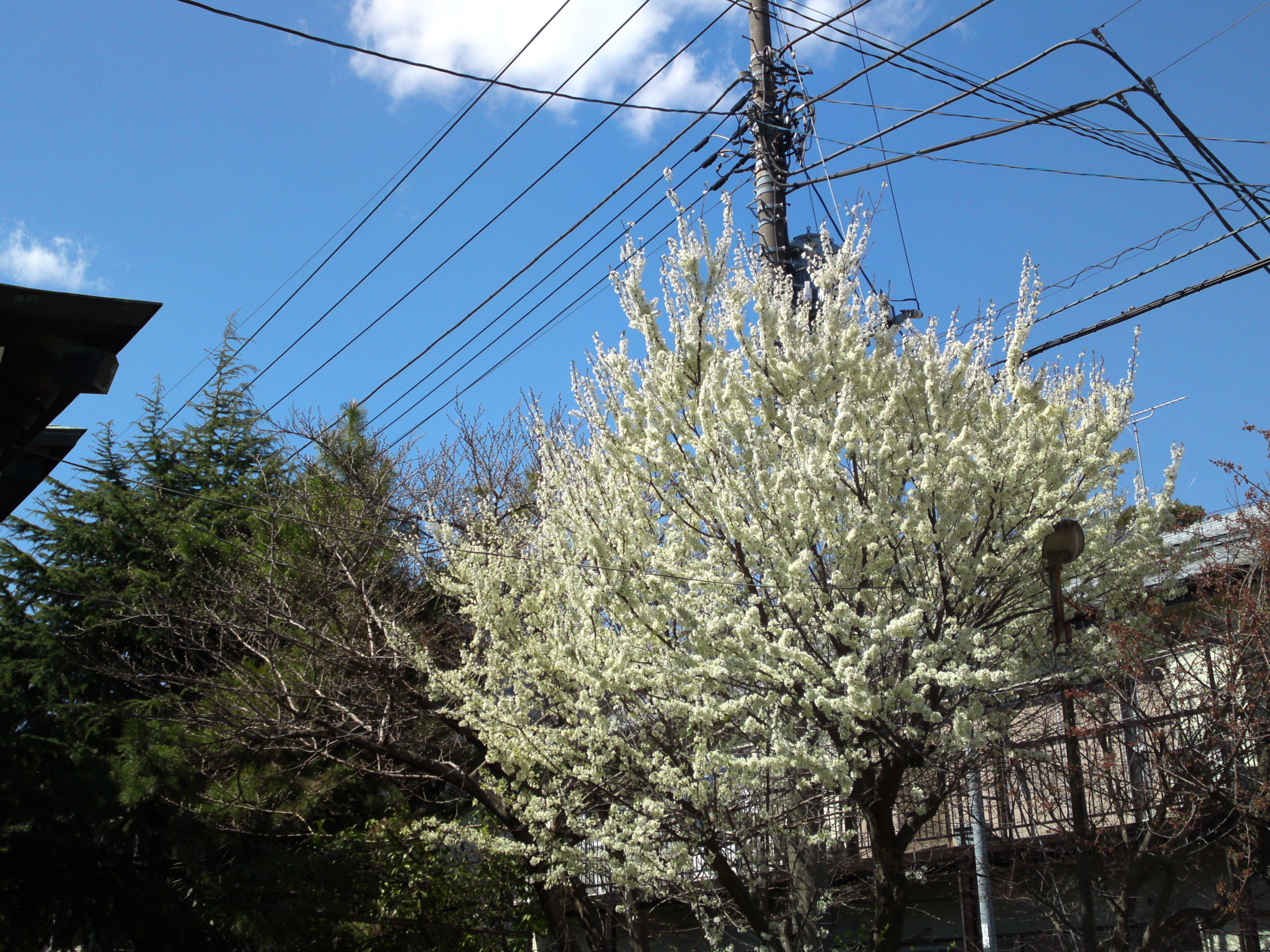2019年手児奈霊神堂に咲く白い桜の花３