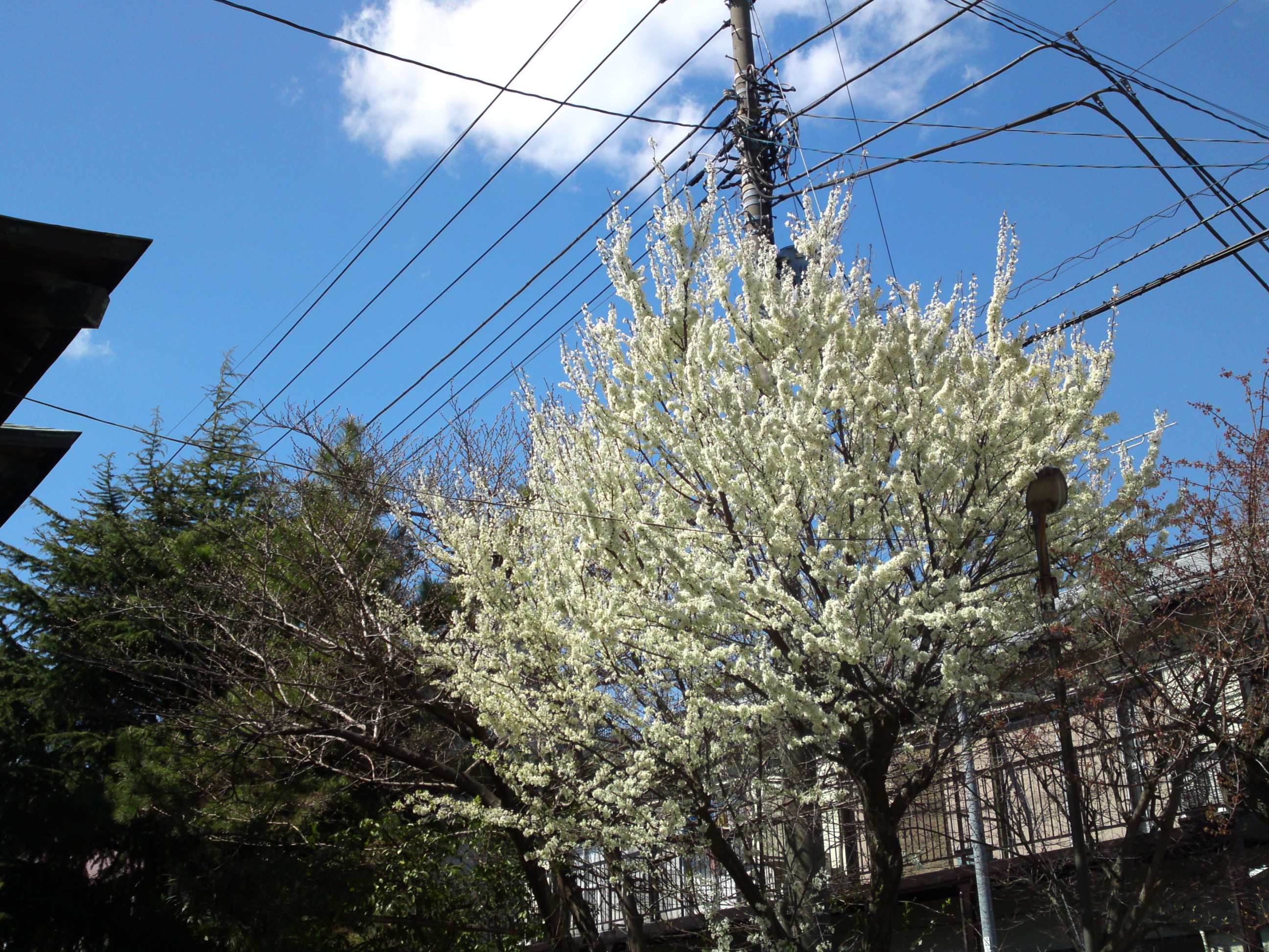 2019年手児奈霊神堂に咲く白い桜の花４