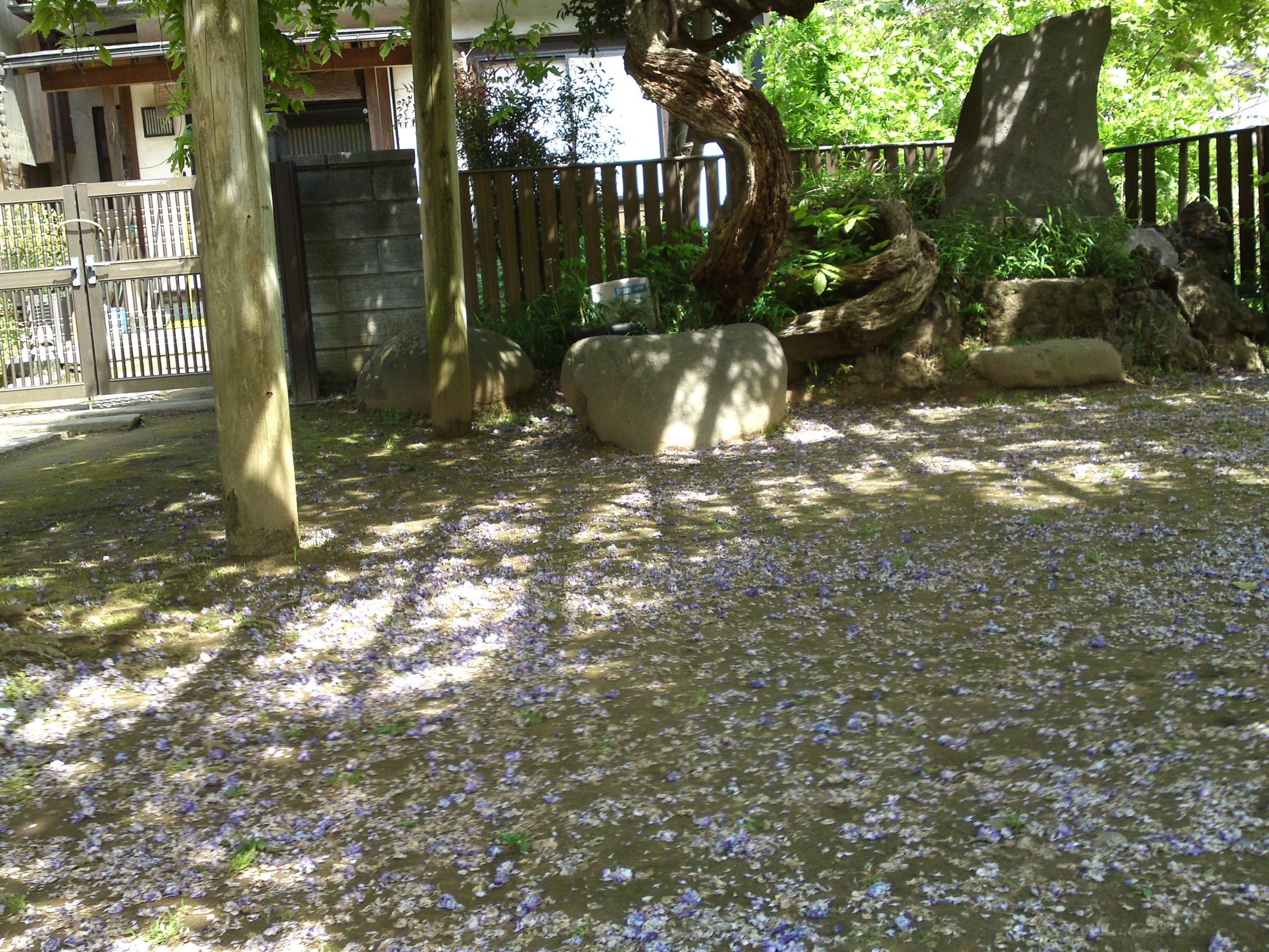 2019年手児奈霊神堂に散る藤の花びら１