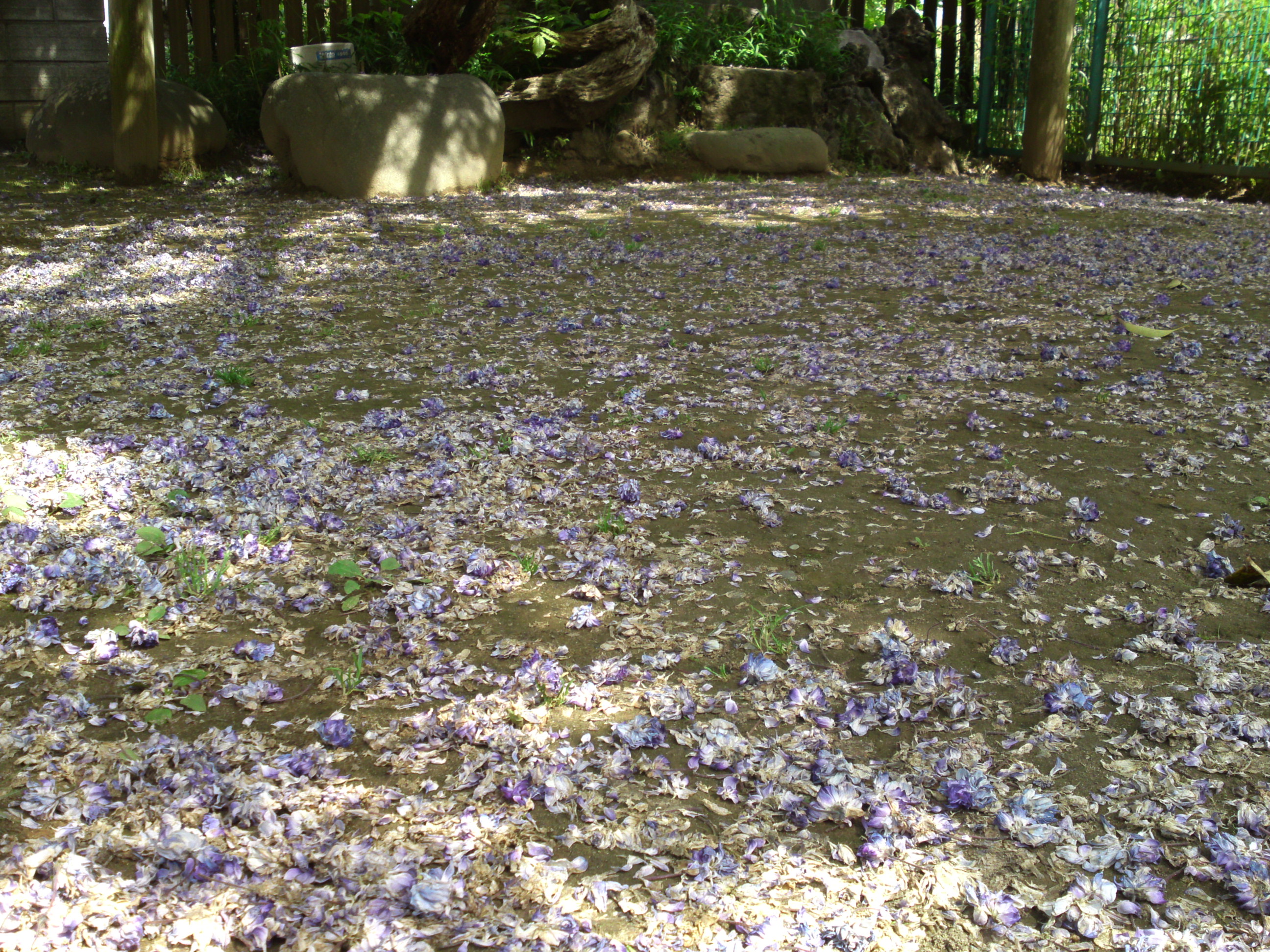 2019年手児奈霊神堂に散る藤の花びら２