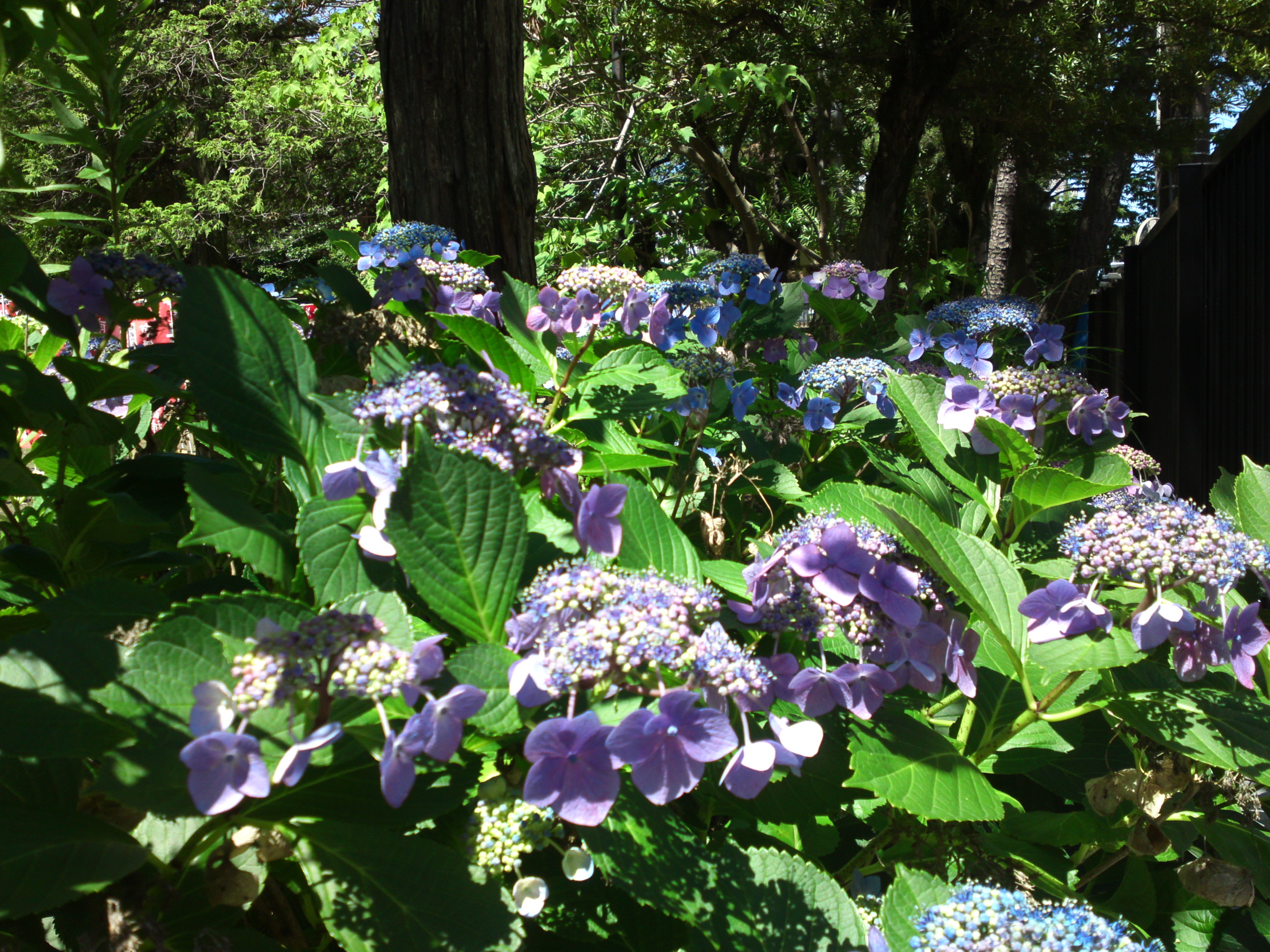 2019年手児奈霊神堂に咲くあじさいの花４