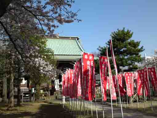手児奈霊神堂参道の桜