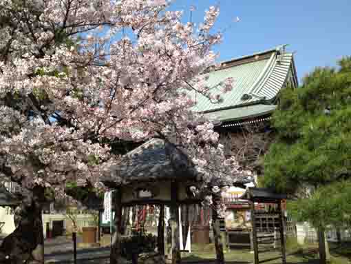 sakura and Tekona Reishindo