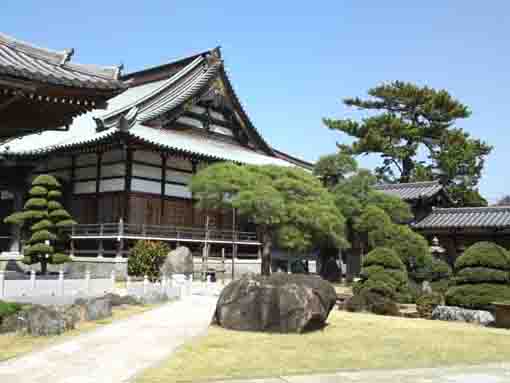 徳願寺本堂脇の松の庭