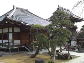 a beautiful pine tree in Tokuganji Temple