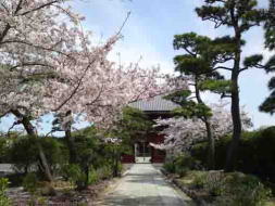 桜の木と徳願寺山門