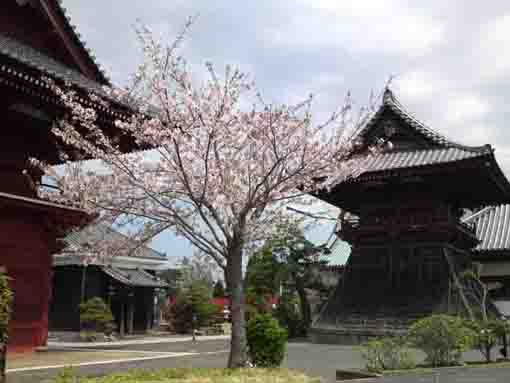 Tokuganji in Gyotoku Ichikawa