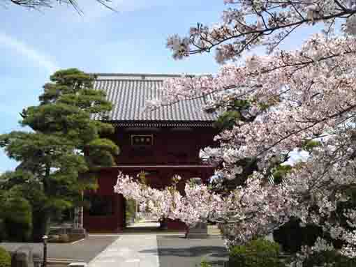 徳願寺山門と桜
