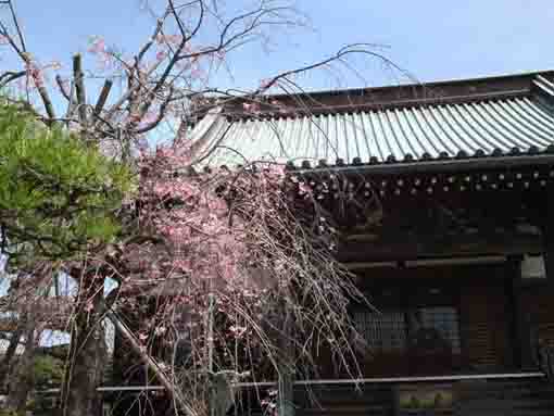 a cherry tree and the main hall