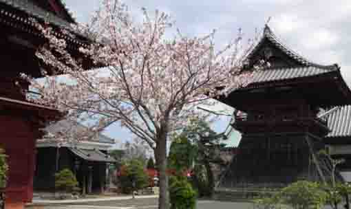 徳願寺の山門と鐘楼堂