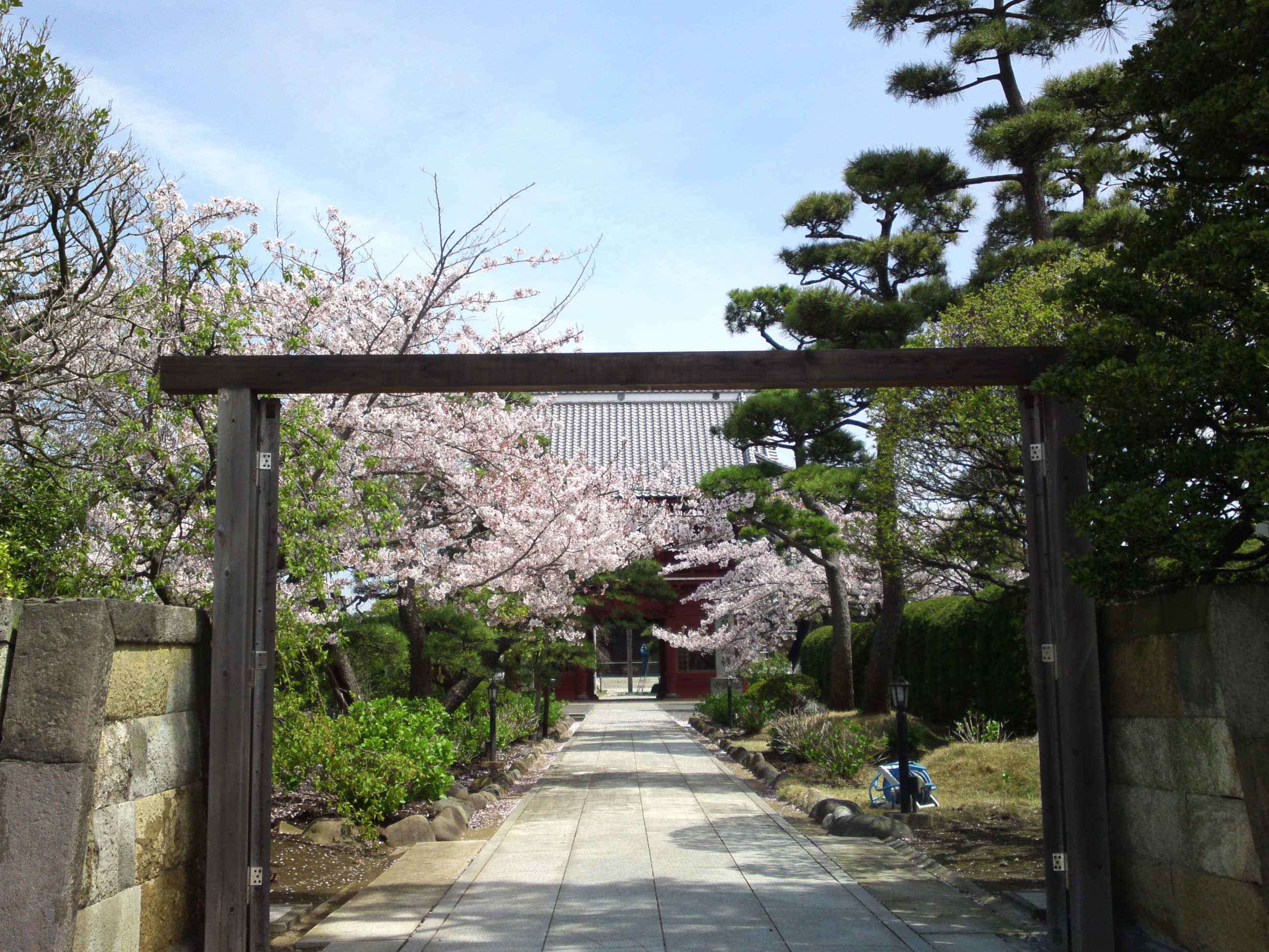 2016年春徳願寺に咲く桜の花々１