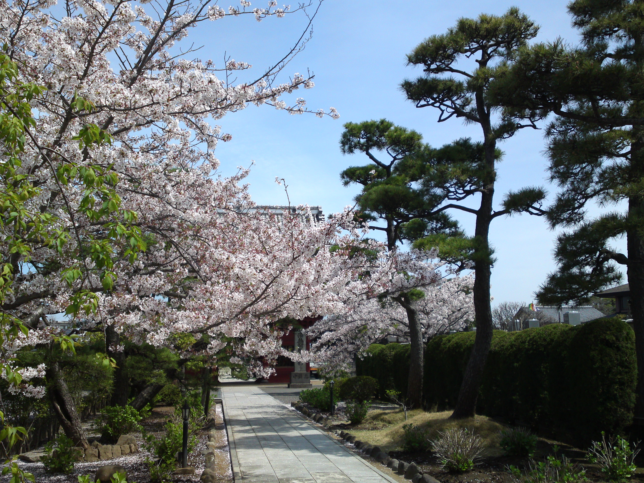 2016年春徳願寺に咲く桜の花々３
