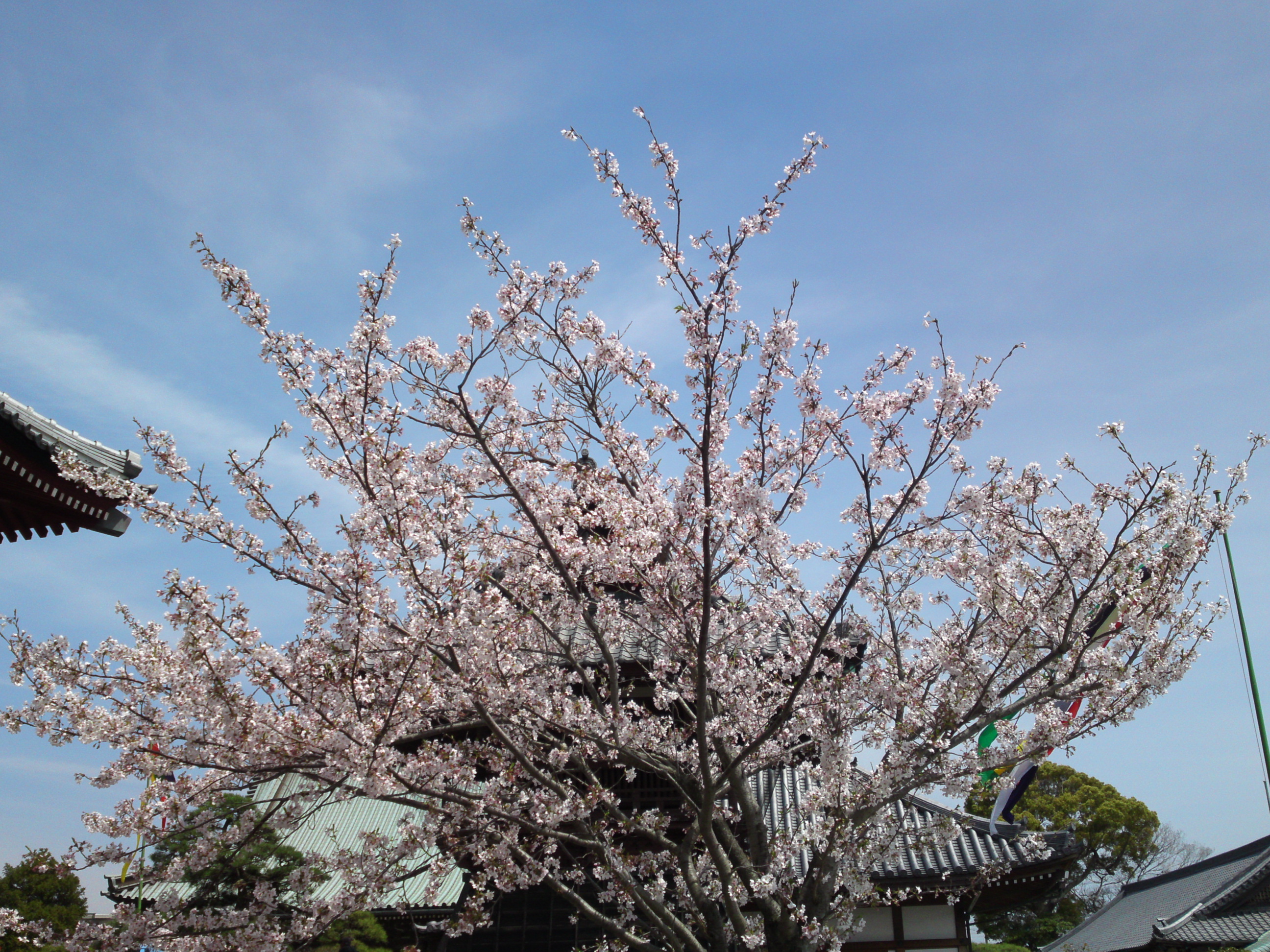 2016年春徳願寺に咲く桜の花々６