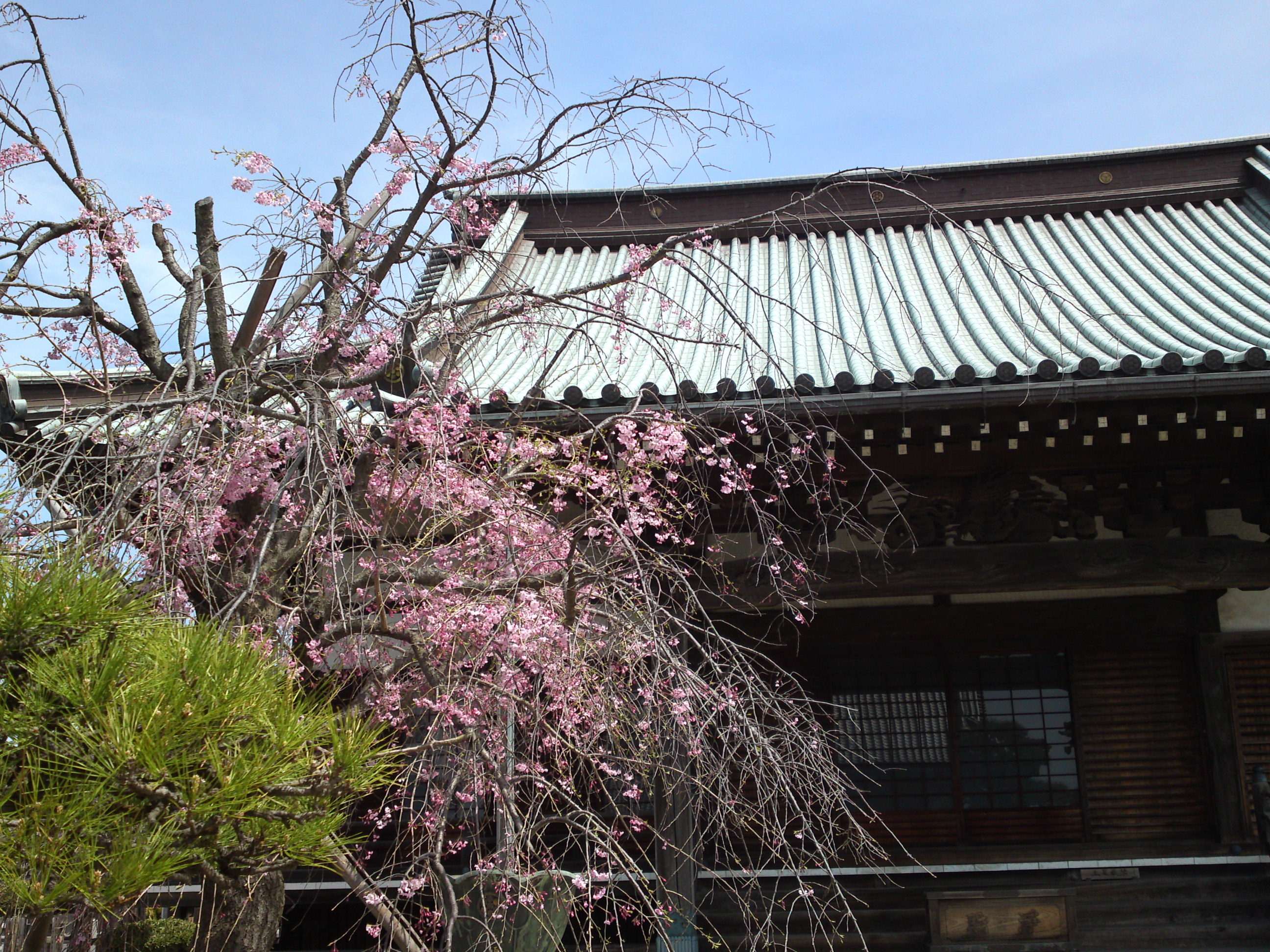 2016年春徳願寺に咲く桜の花々７
