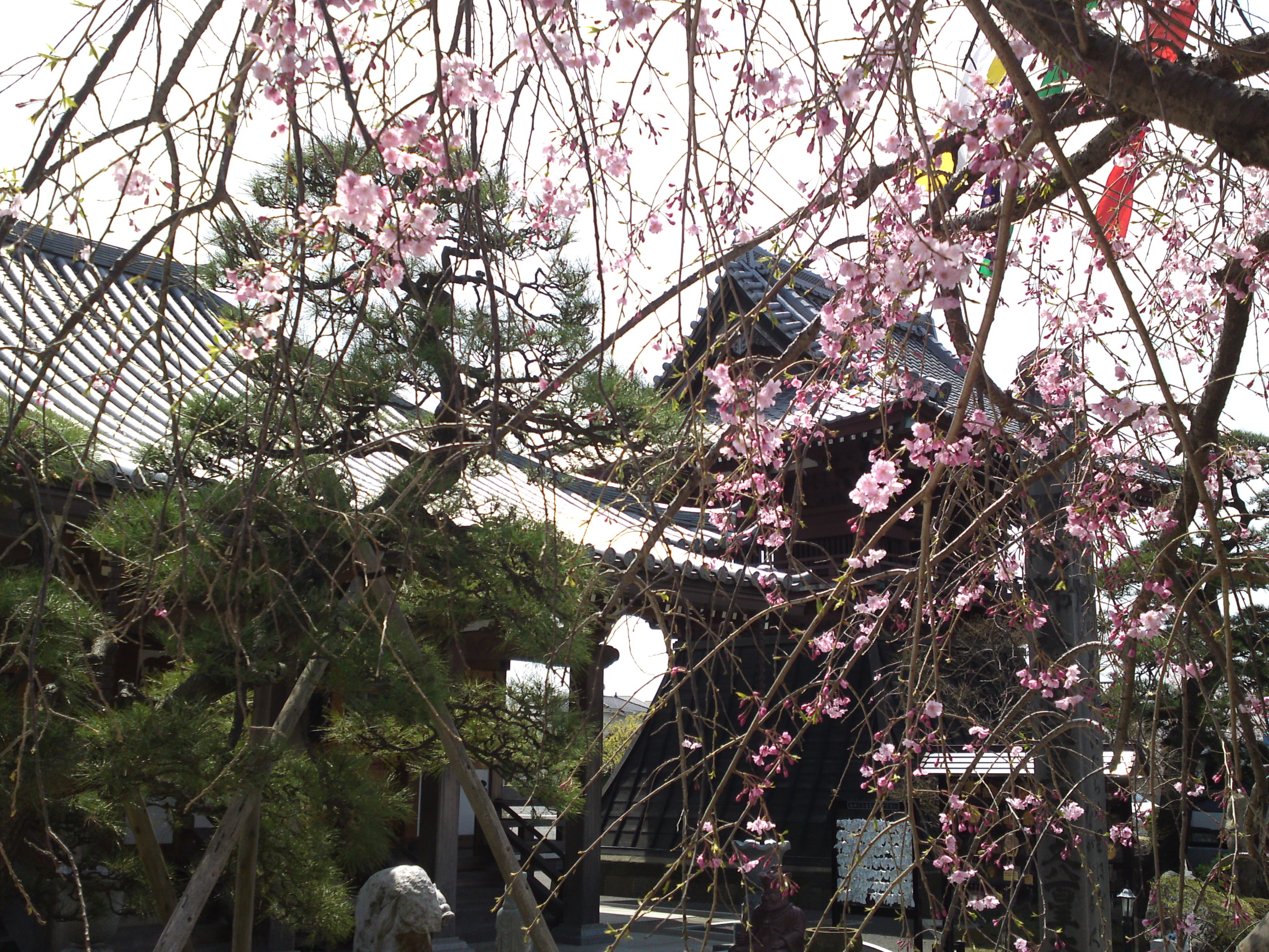 2016年春徳願寺に咲く桜の花々９