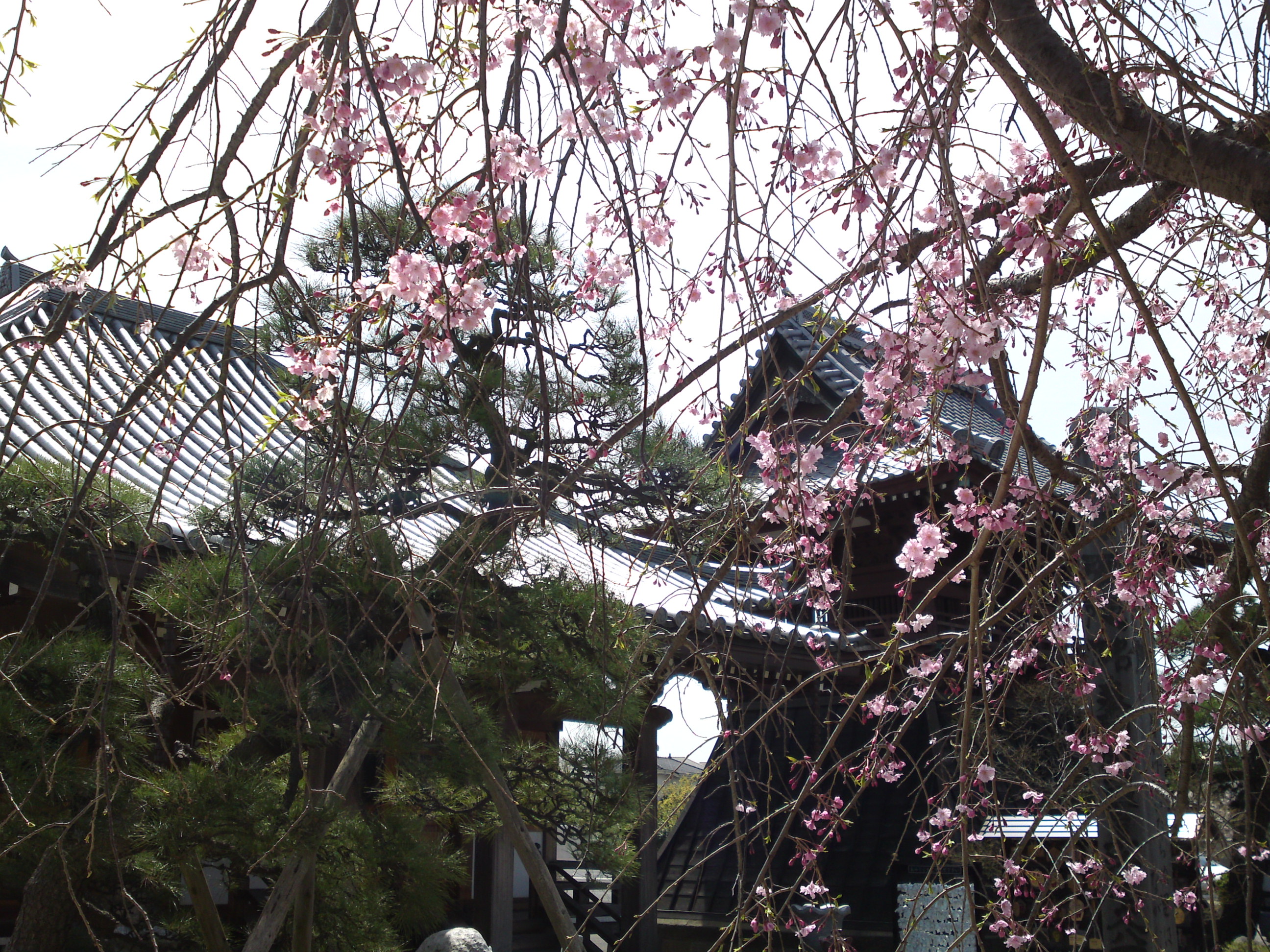 2016年春徳願寺に咲く桜の花々１０