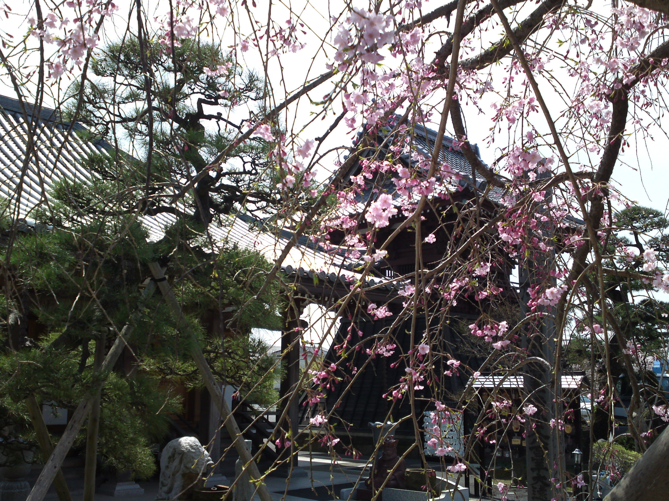 2016年春徳願寺に咲く桜の花々１１