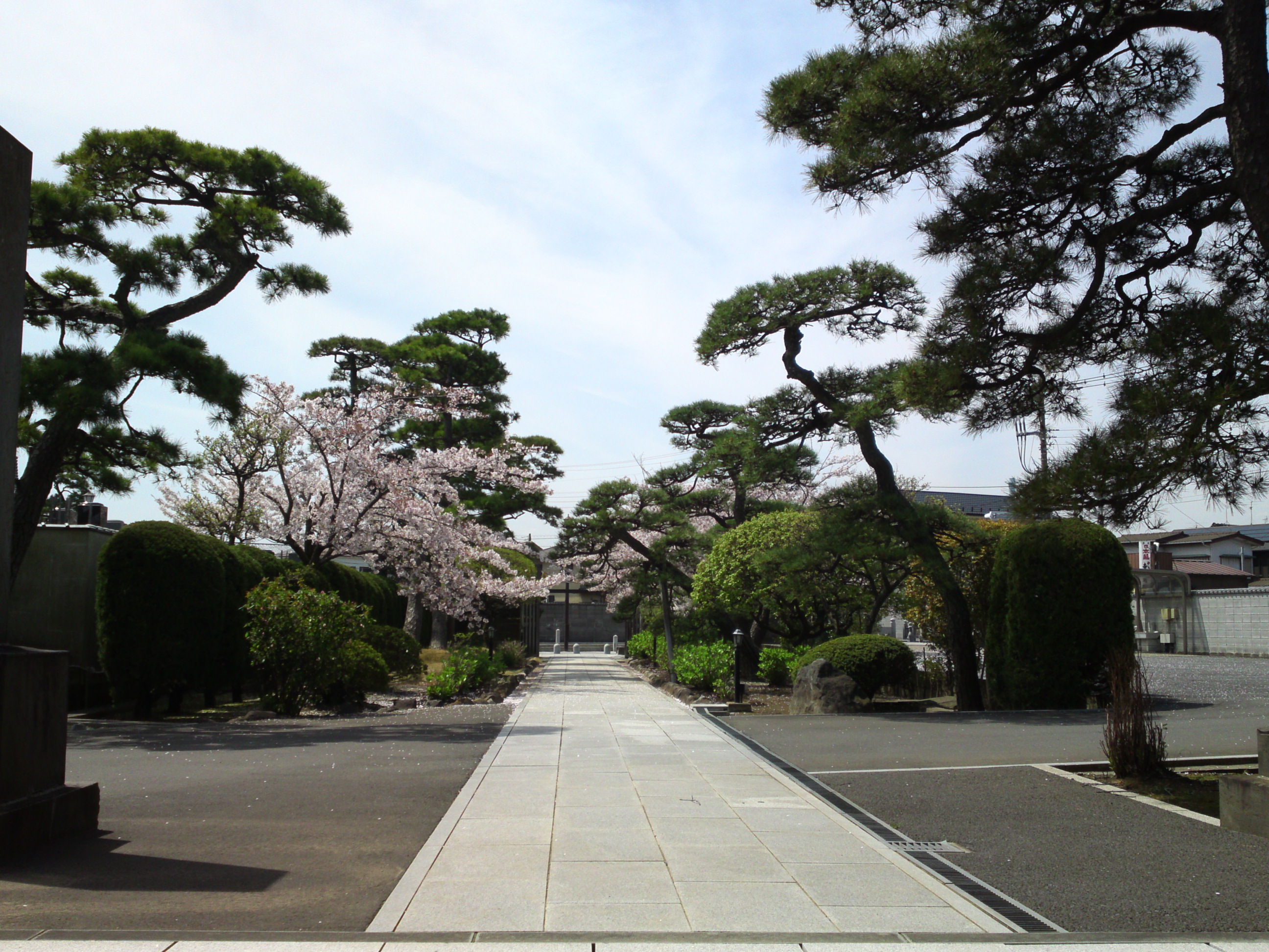 2016年春徳願寺に咲く桜の花々１２
