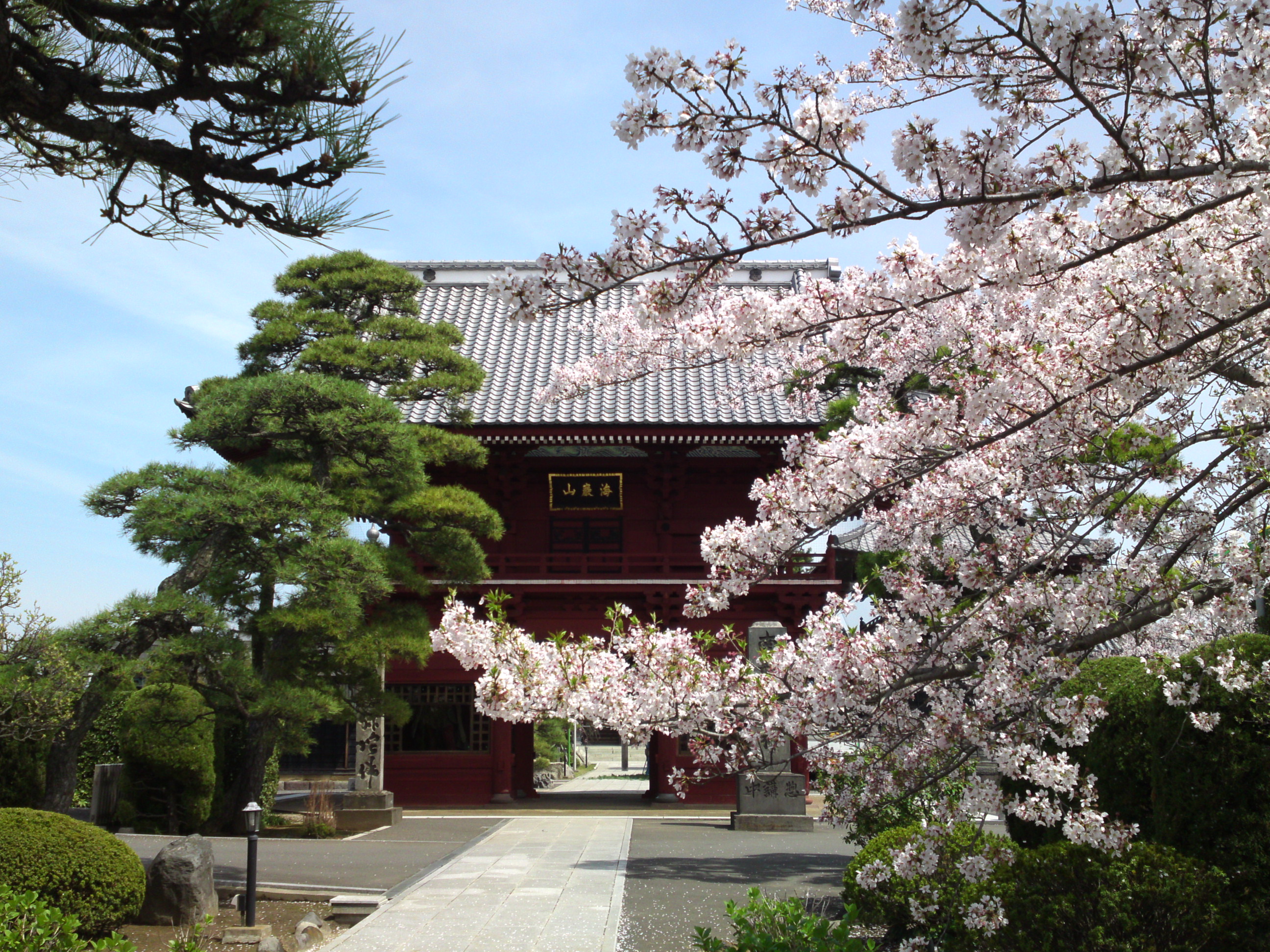 2016年春徳願寺に咲く桜の花々１３