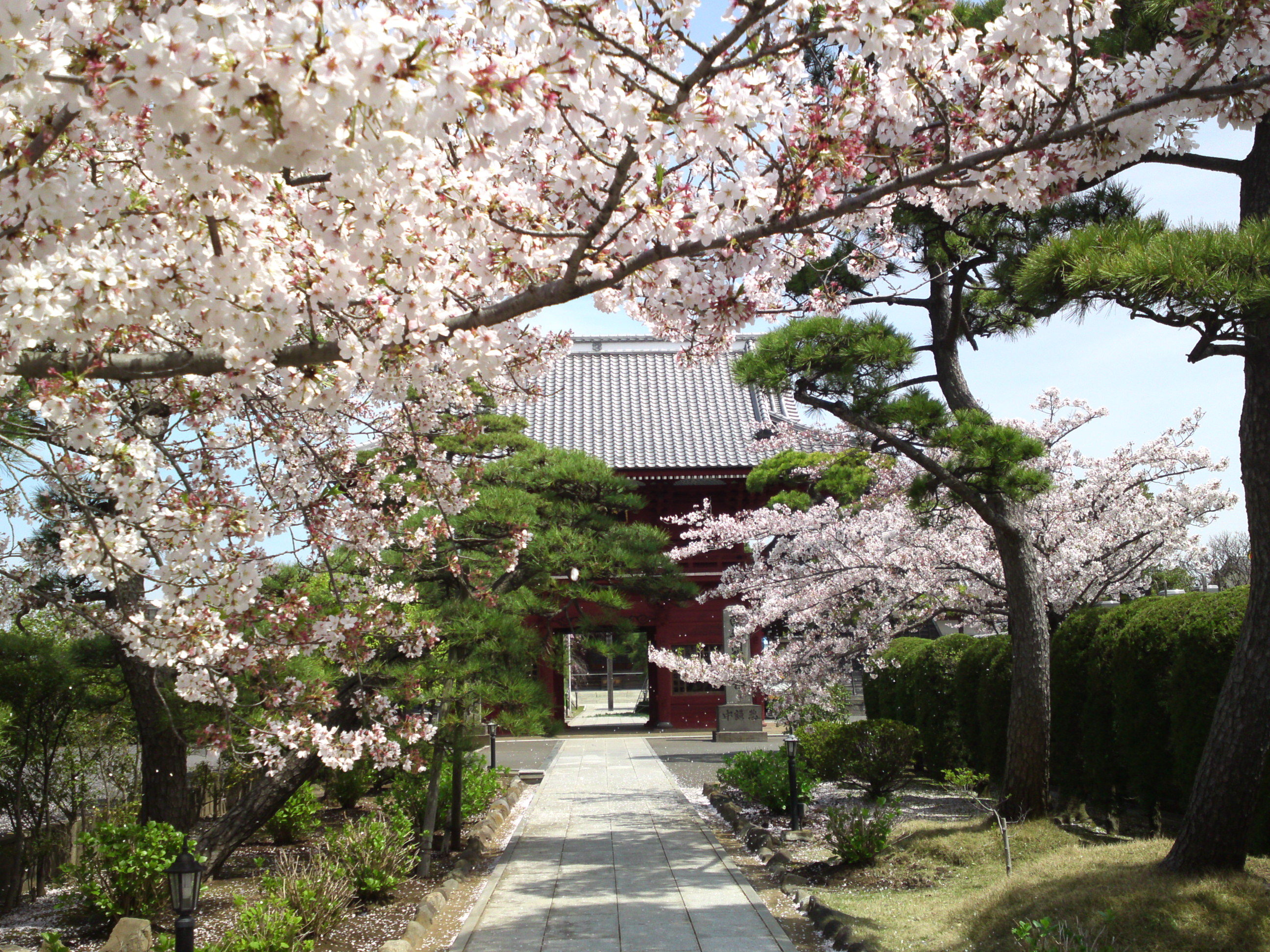 2016年春徳願寺に咲く桜の花々１４