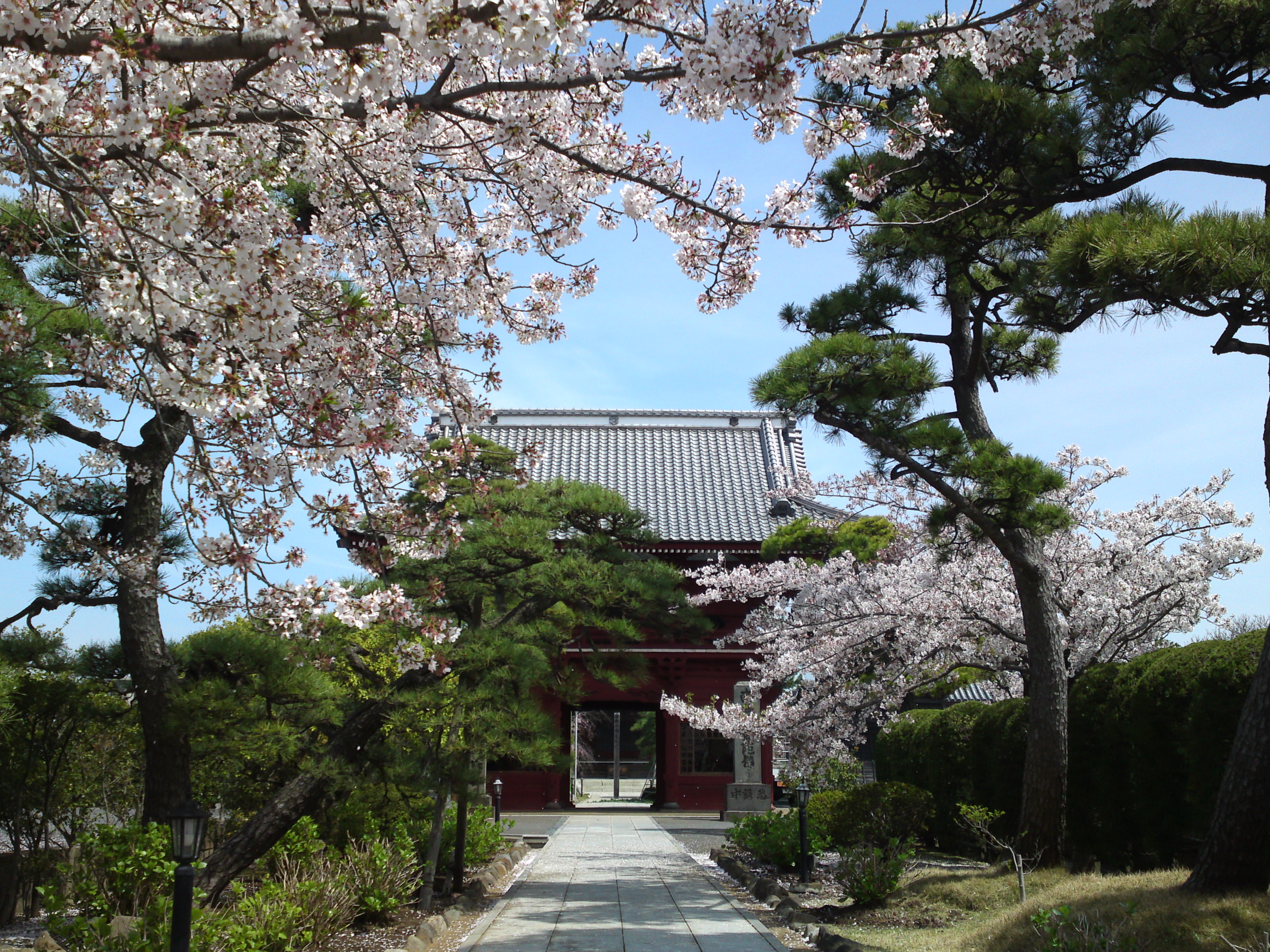 2016年春徳願寺に咲く桜の花々１５