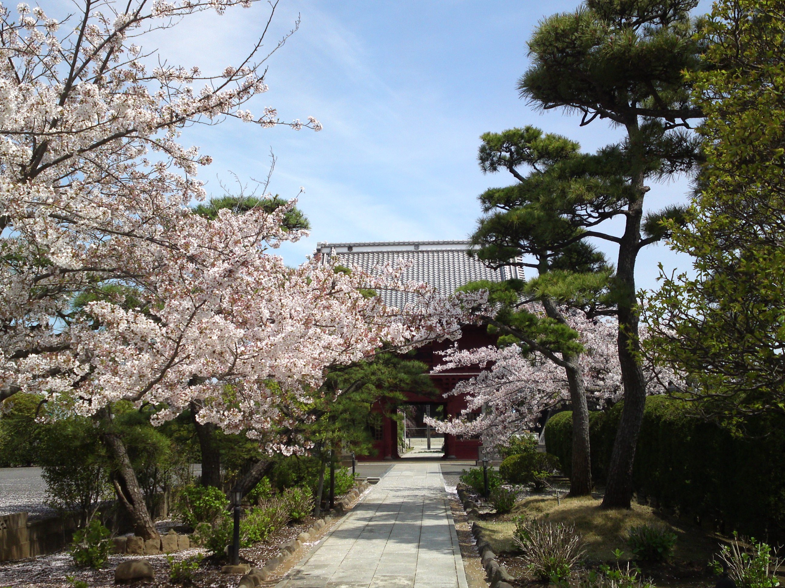 2016年春徳願寺に咲く桜の花々１６