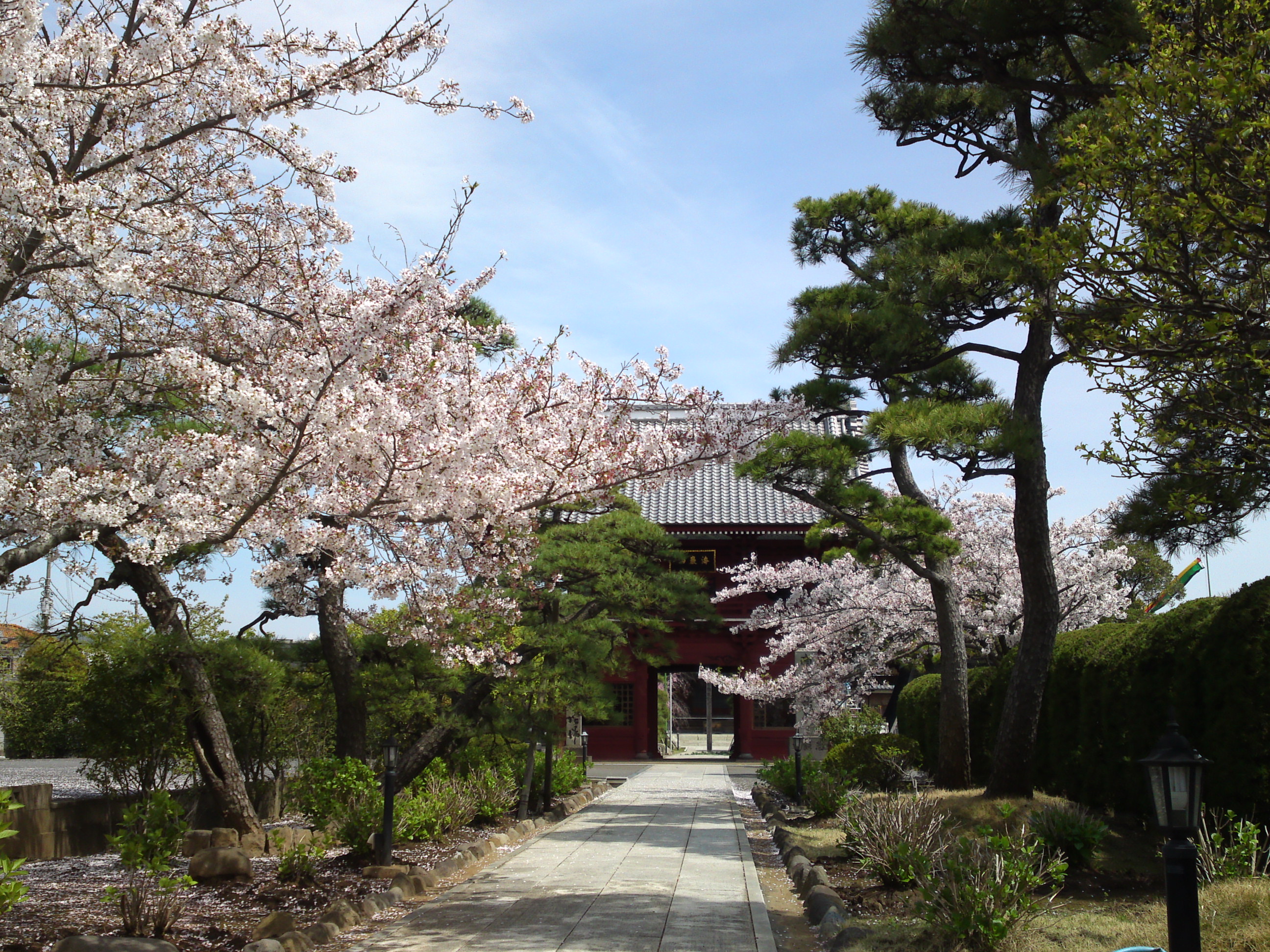 2016年春徳願寺に咲く桜の花々１７
