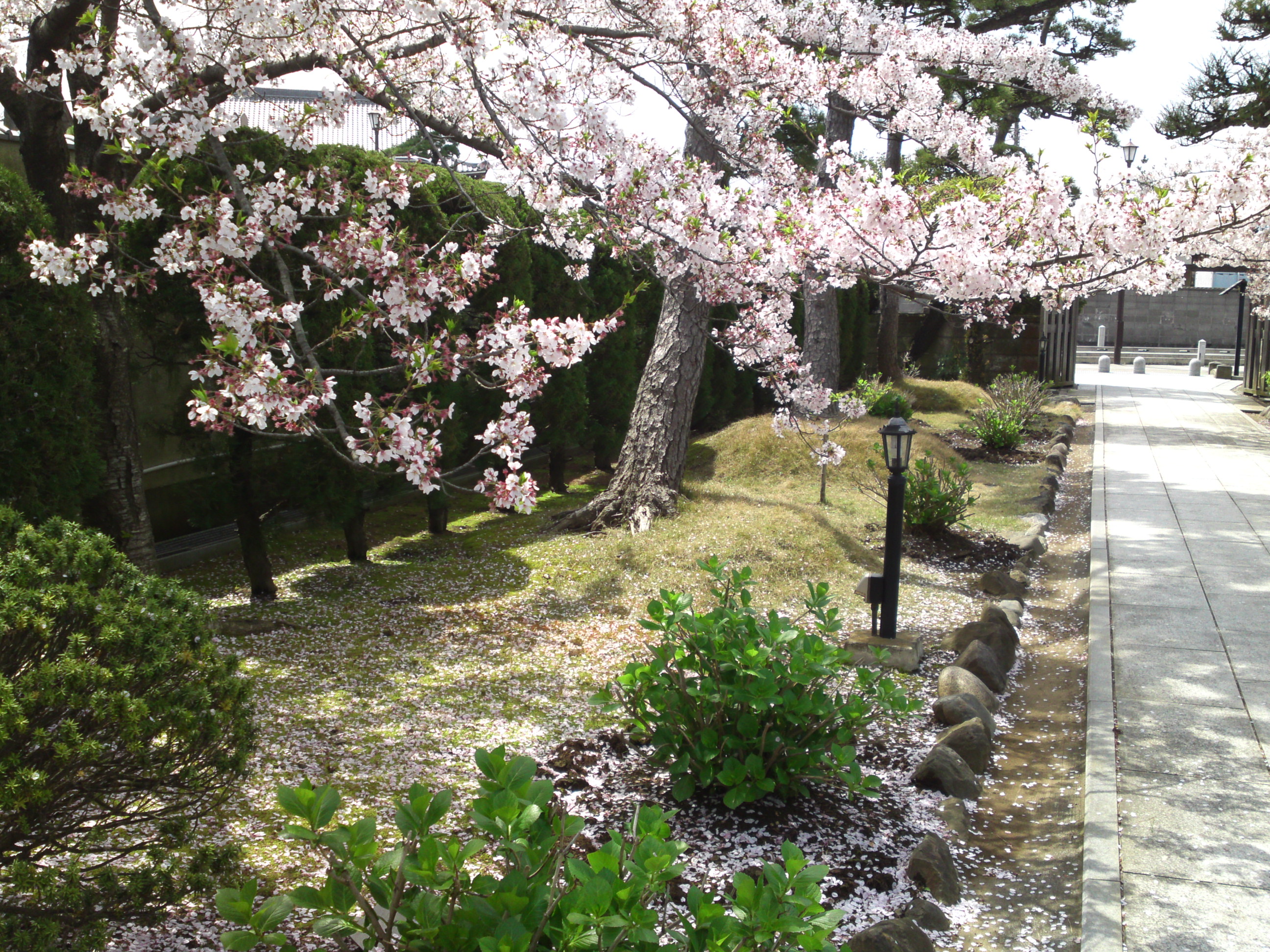 2016年春徳願寺に咲く桜の花々１８