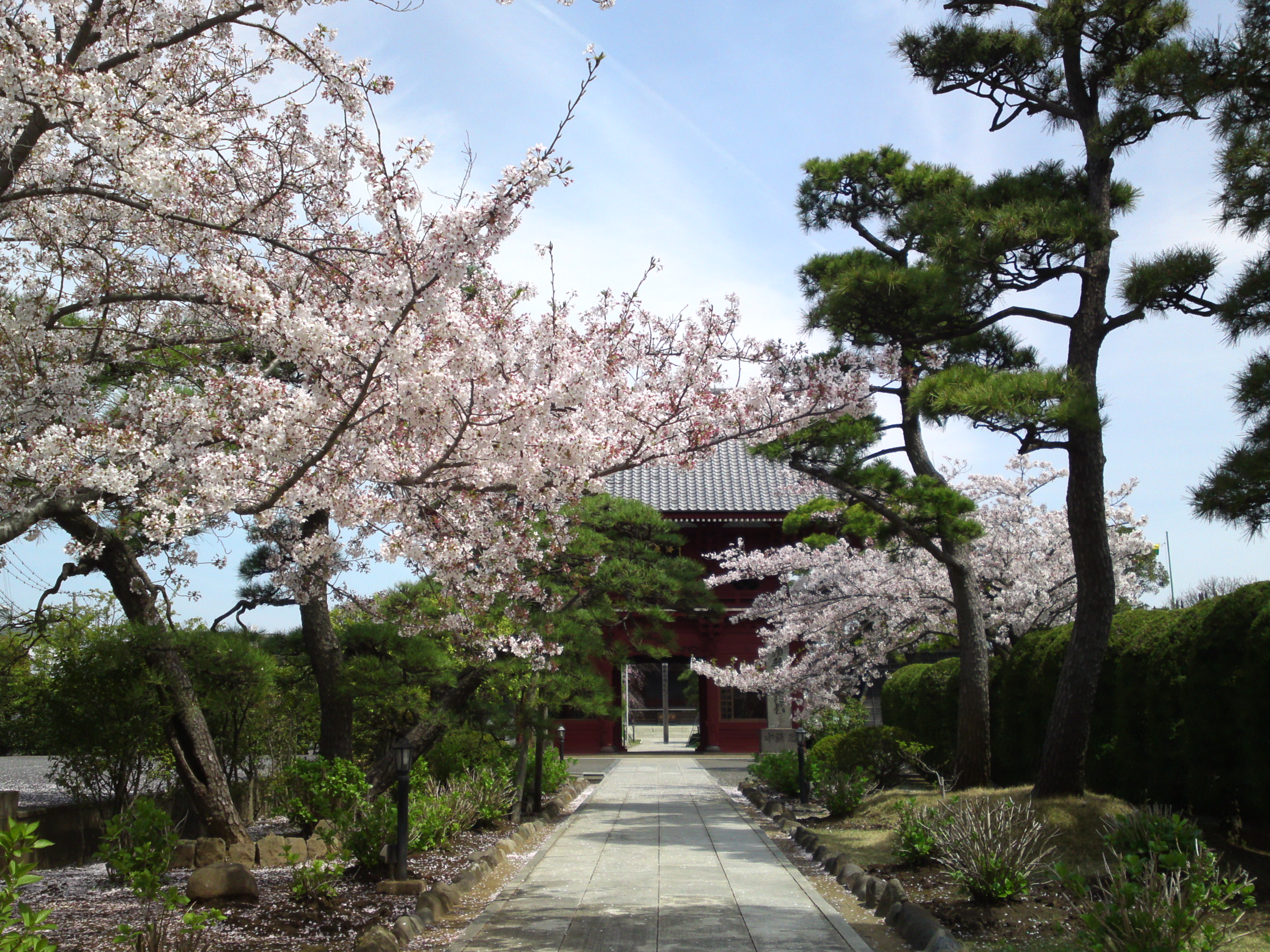 2016年春徳願寺に咲く桜の花々２０