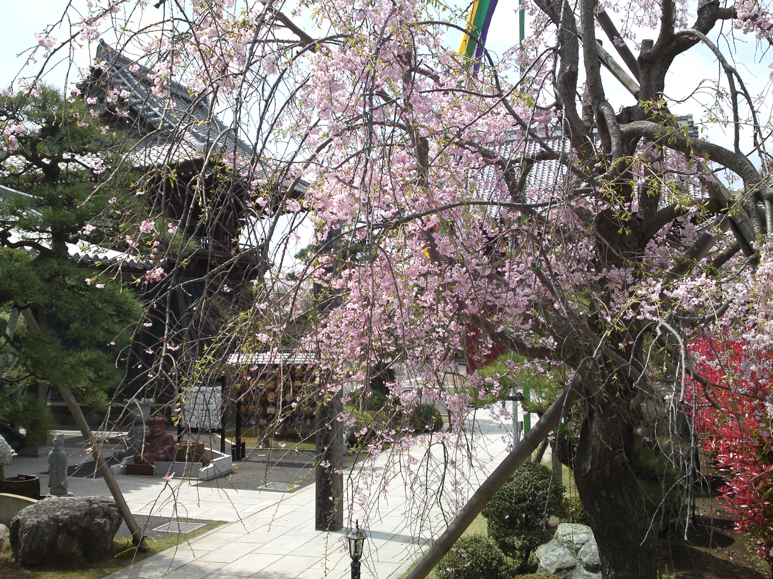 2016年春徳願寺に咲く桜の花々２１