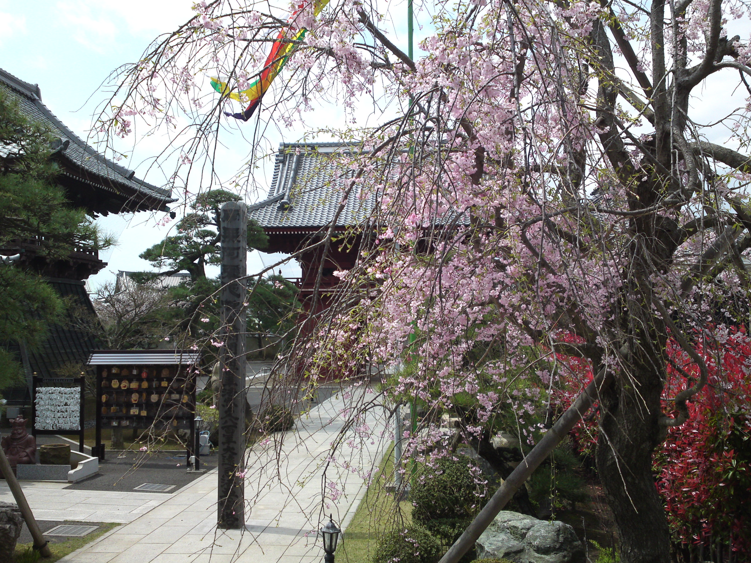 2016年春徳願寺に咲く桜の花々２２