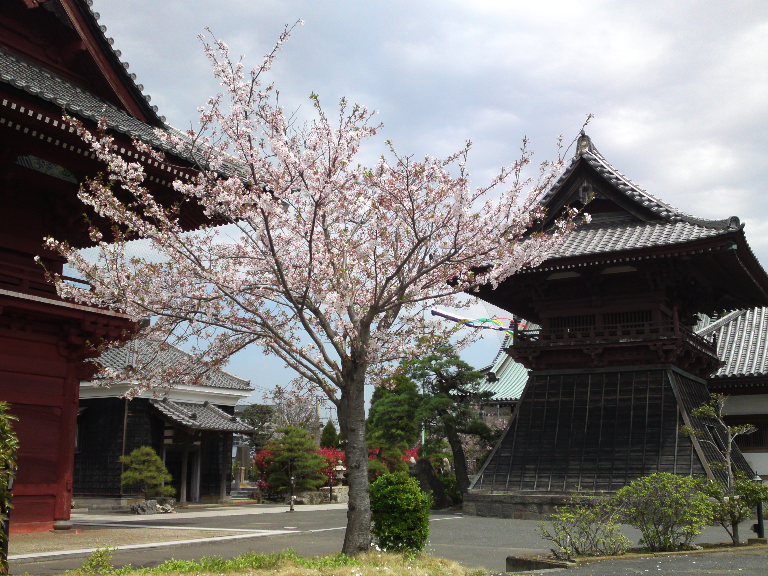 2016年春徳願寺に咲く桜の花々２５