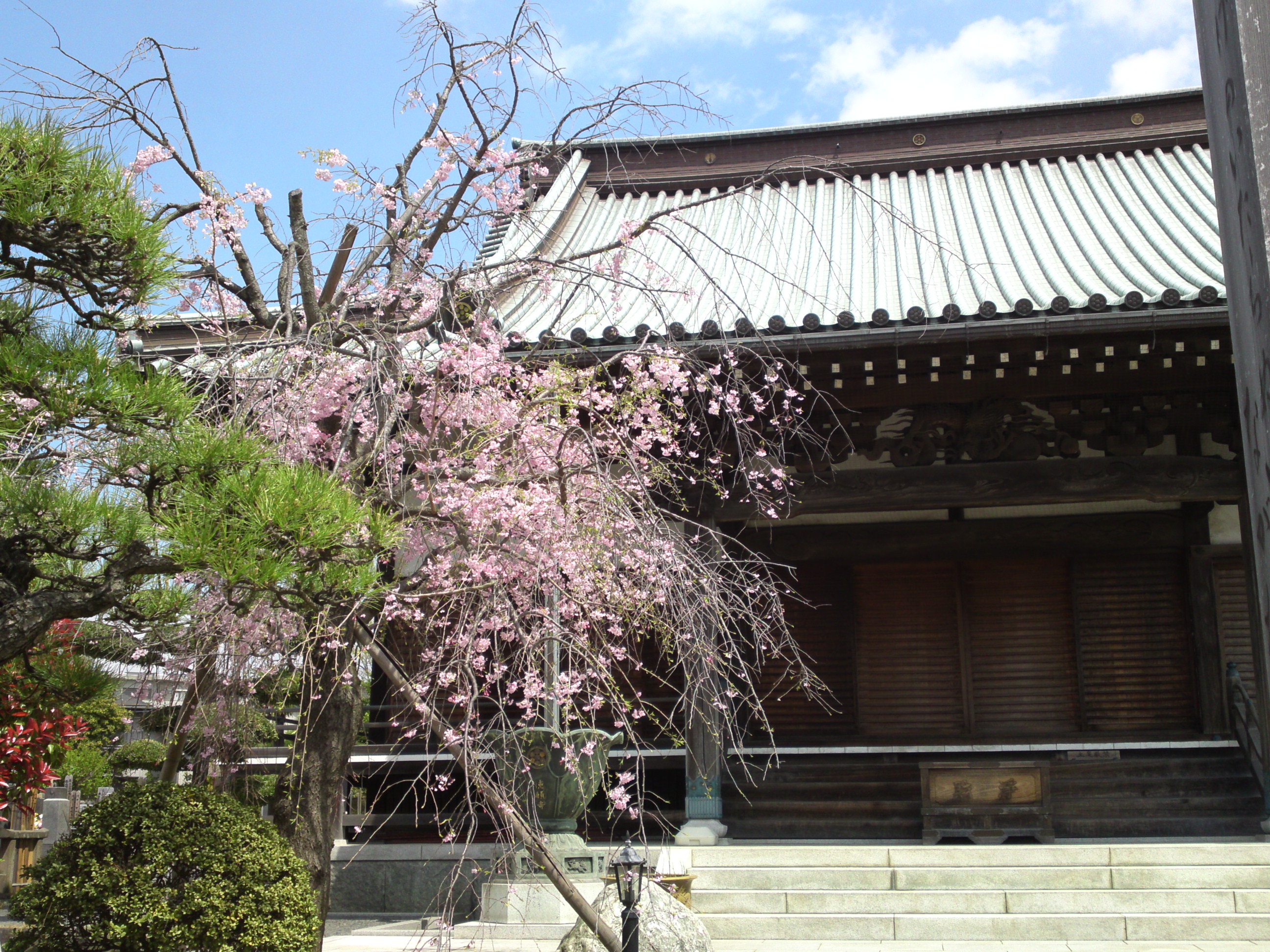 2016年春徳願寺に咲く桜の花々２６