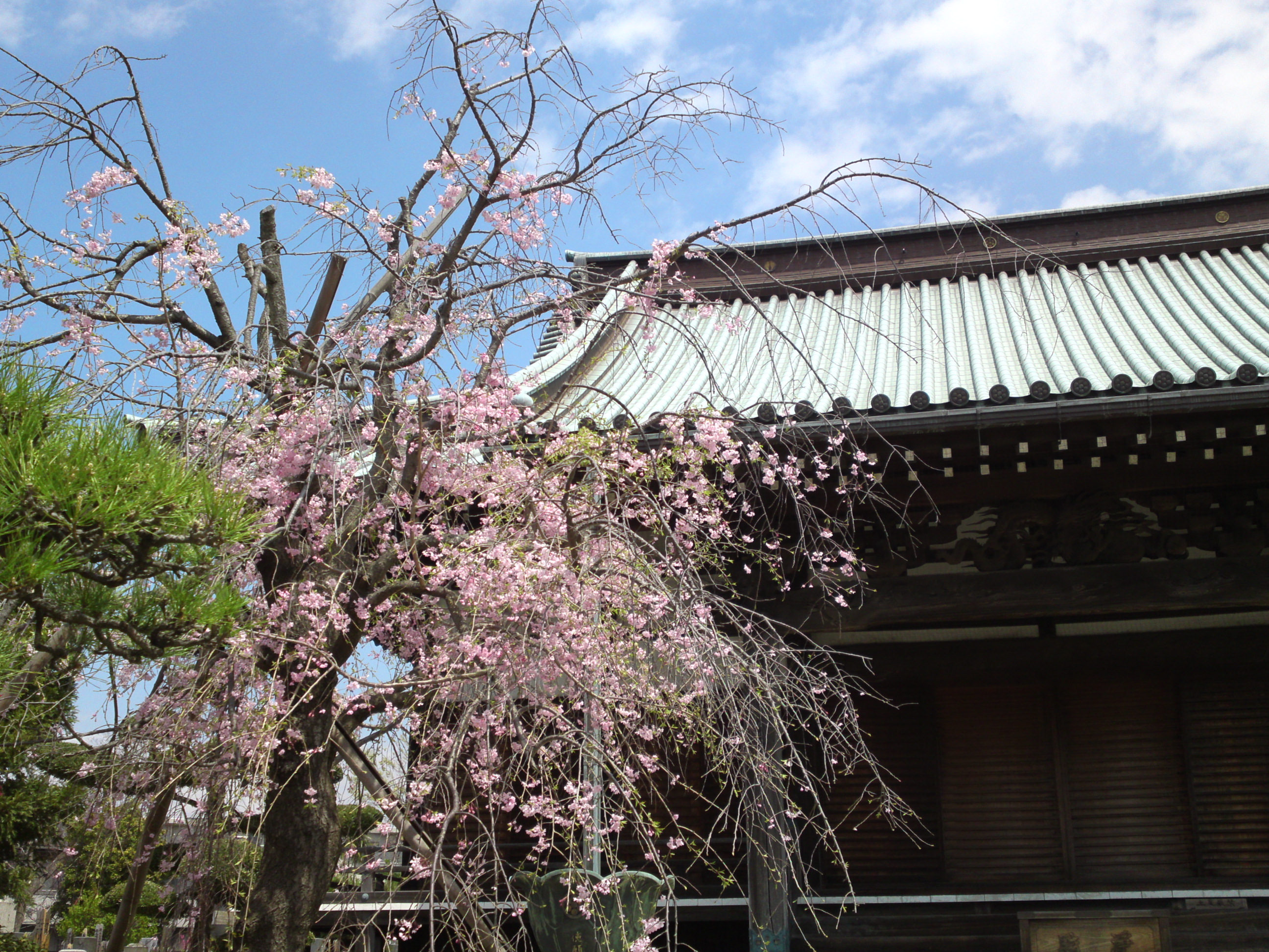 2016年春徳願寺に咲く桜の花々２７