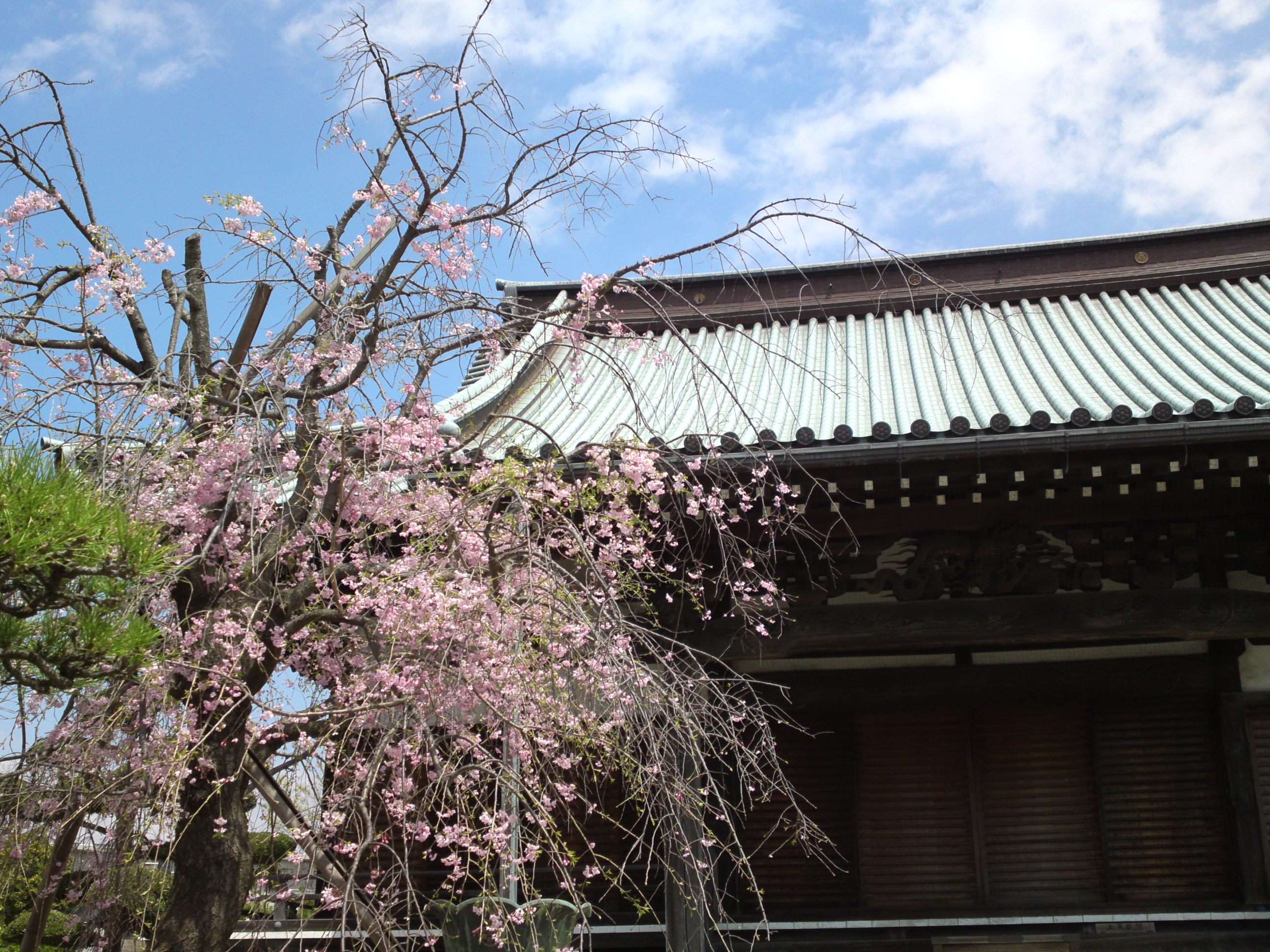2016年徳岸寺に咲くしだれ桜１