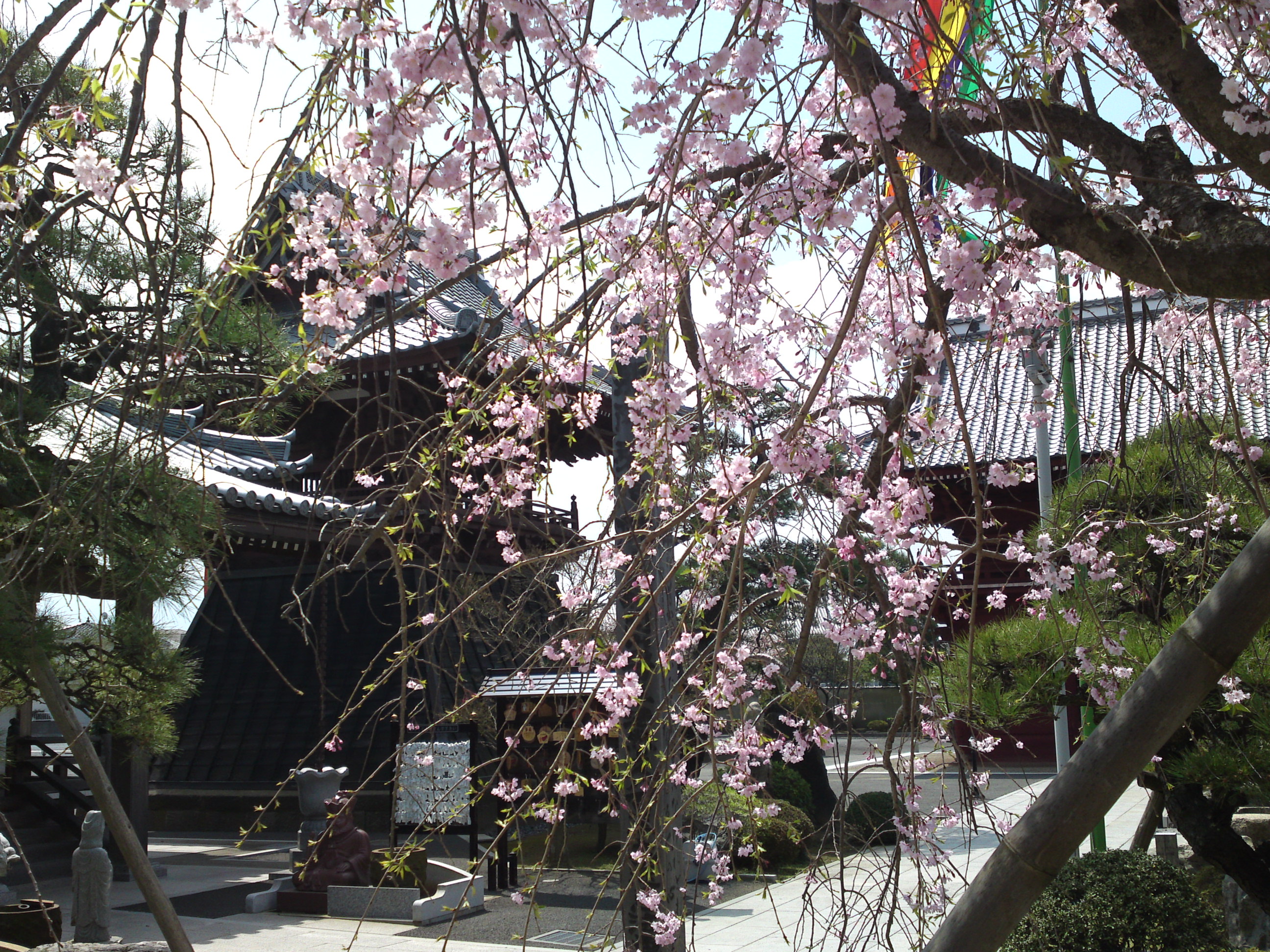 2016年徳岸寺に咲くしだれ桜３