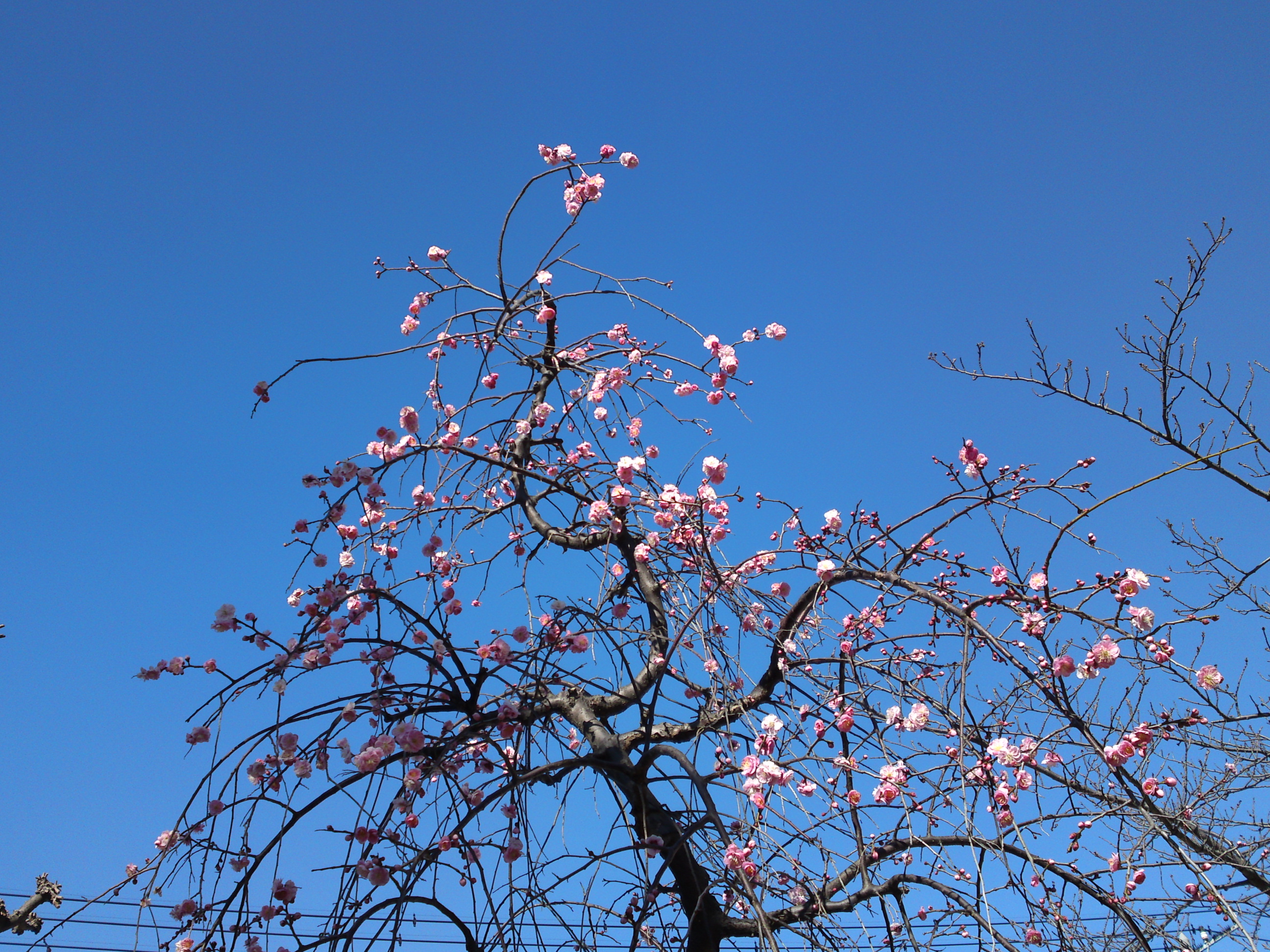 2017年早春徳岸寺に咲く梅の花１