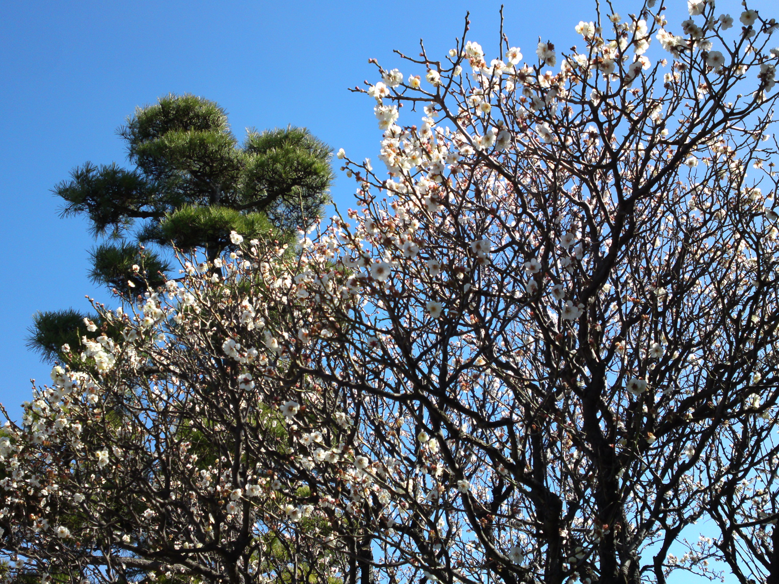 2017年早春徳岸寺に咲く梅の花２