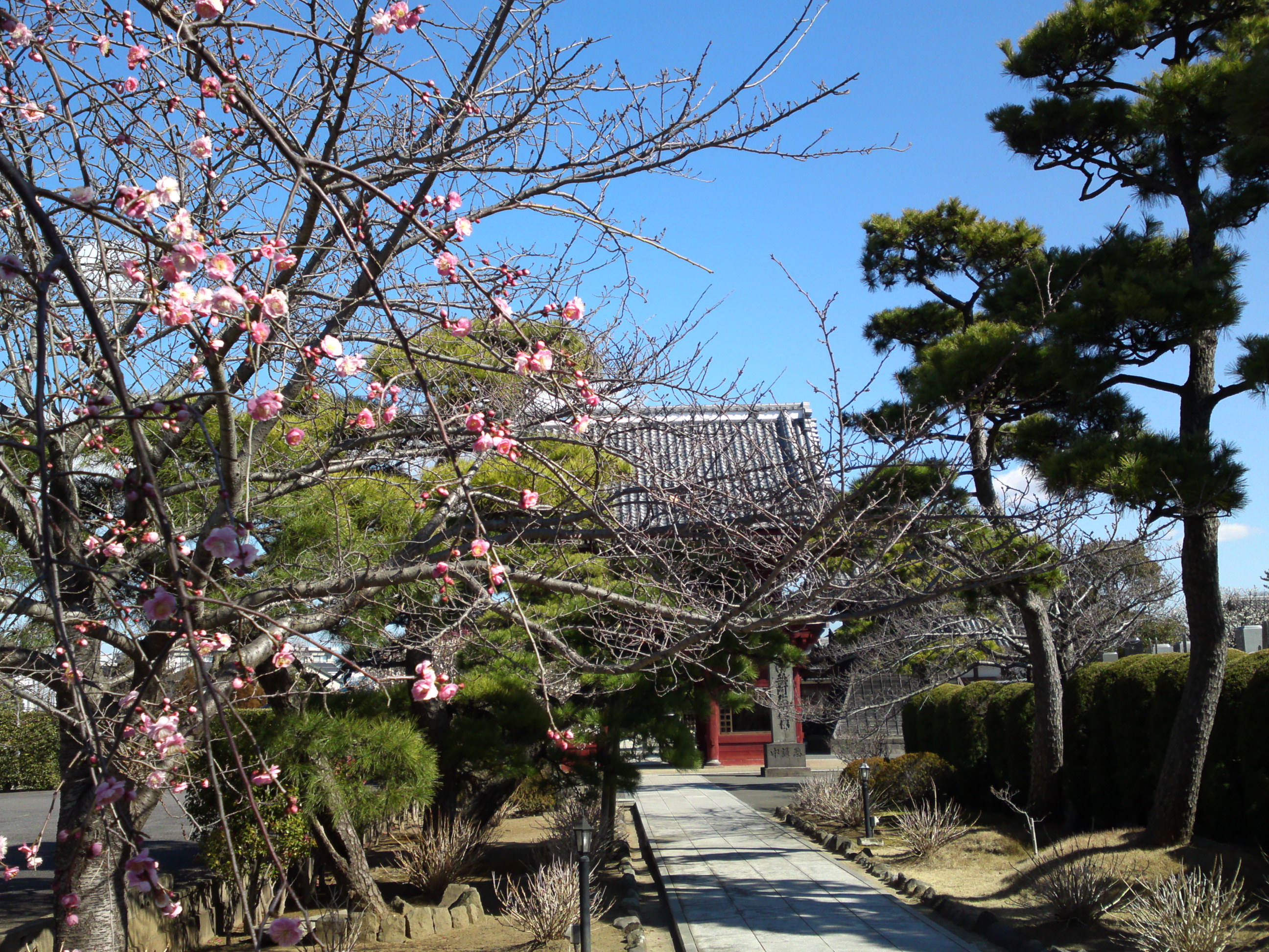 2017年早春徳岸寺に咲く梅の花３