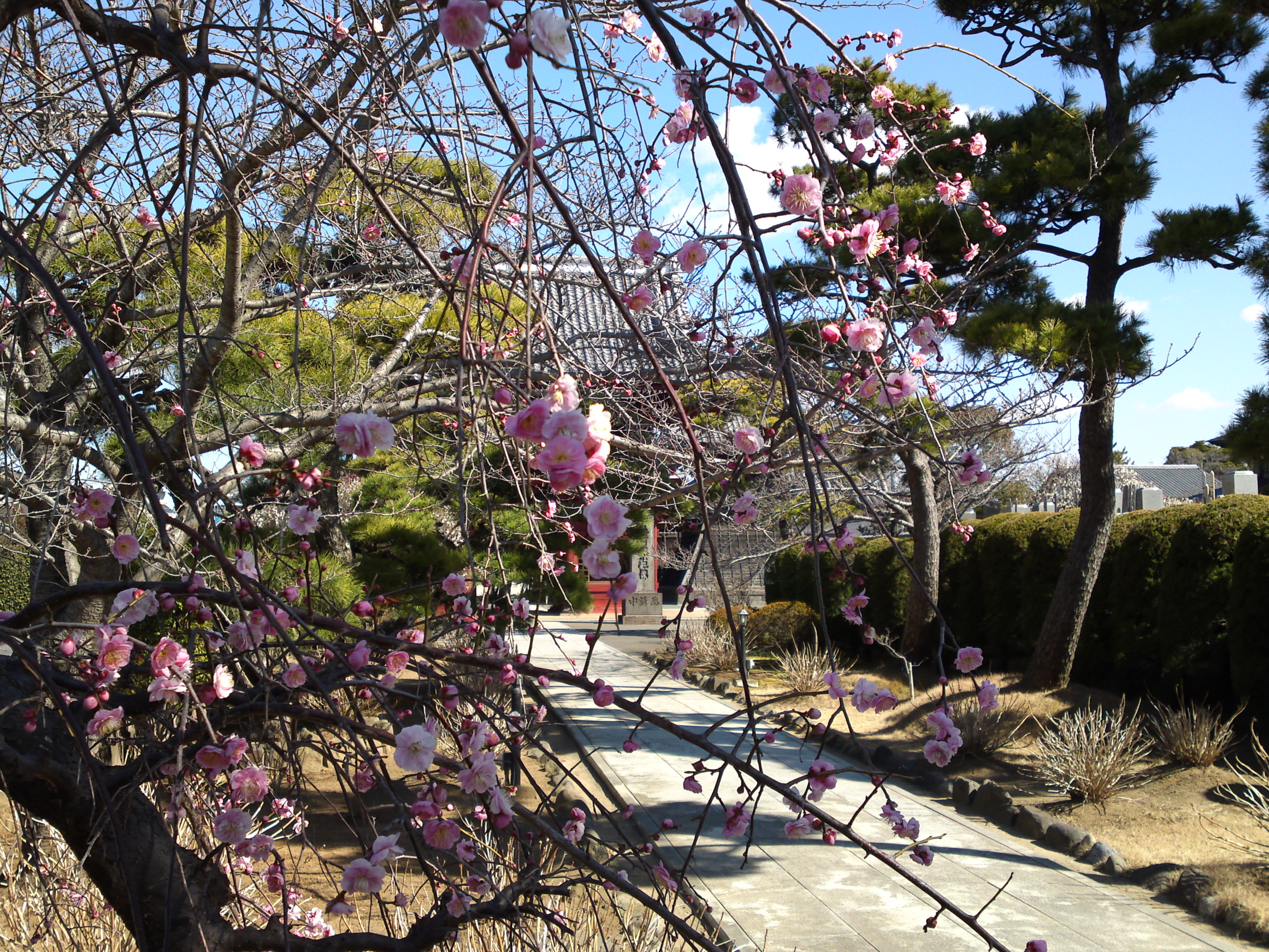 2017年早春徳岸寺に咲く梅の花６