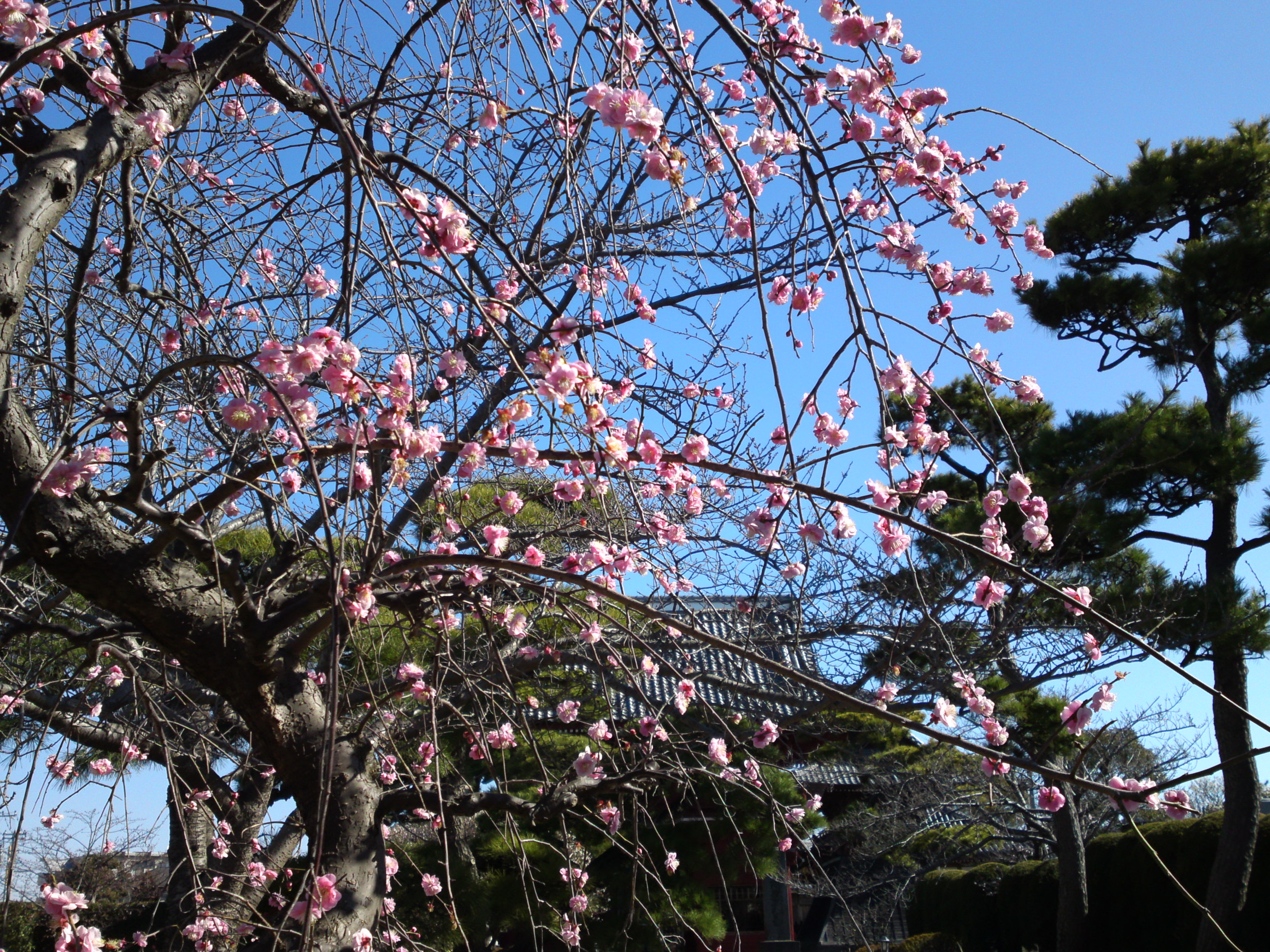 2017年早春徳岸寺に咲く梅の花９