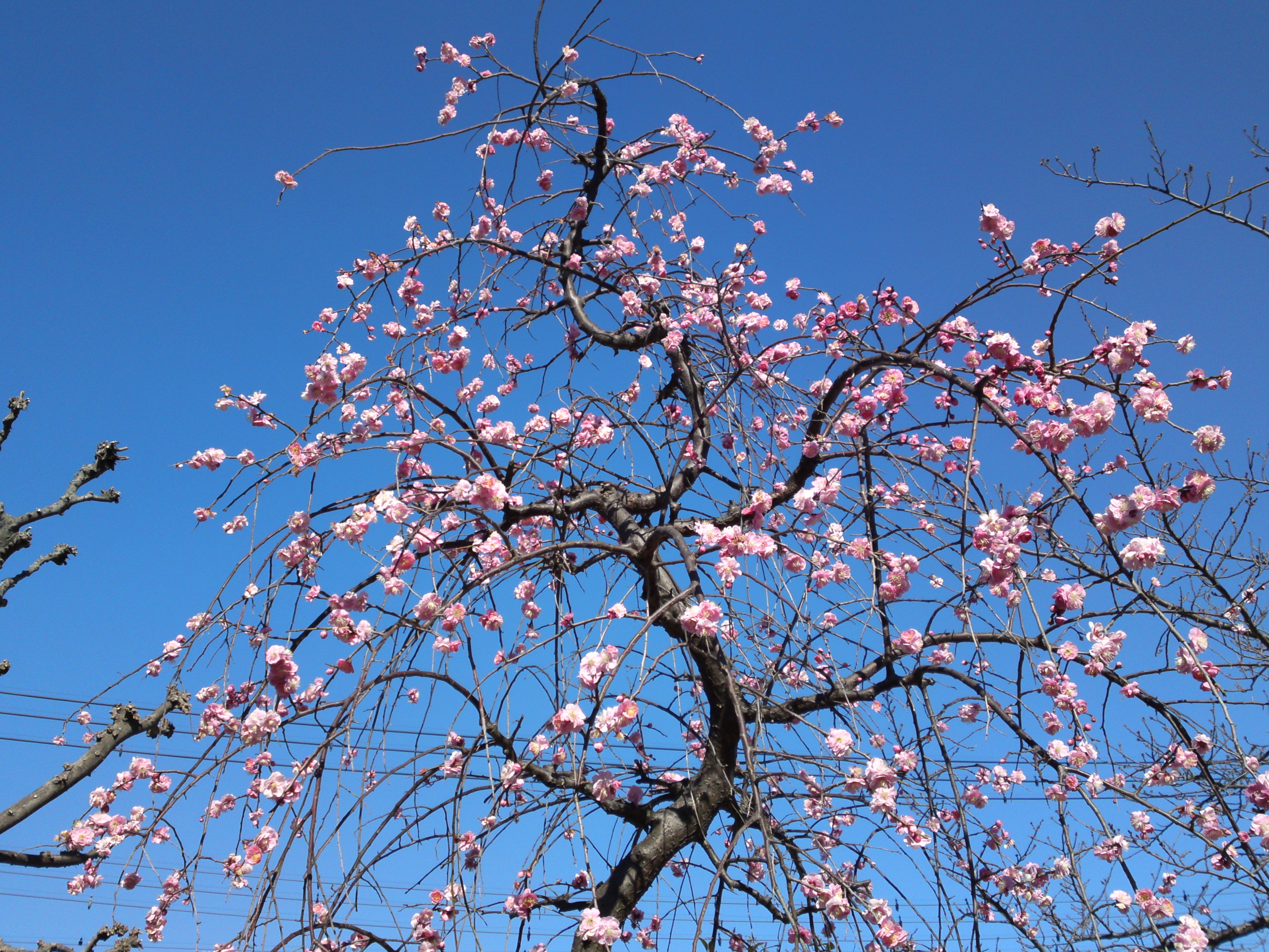 2017年早春徳岸寺に咲く梅の花１１