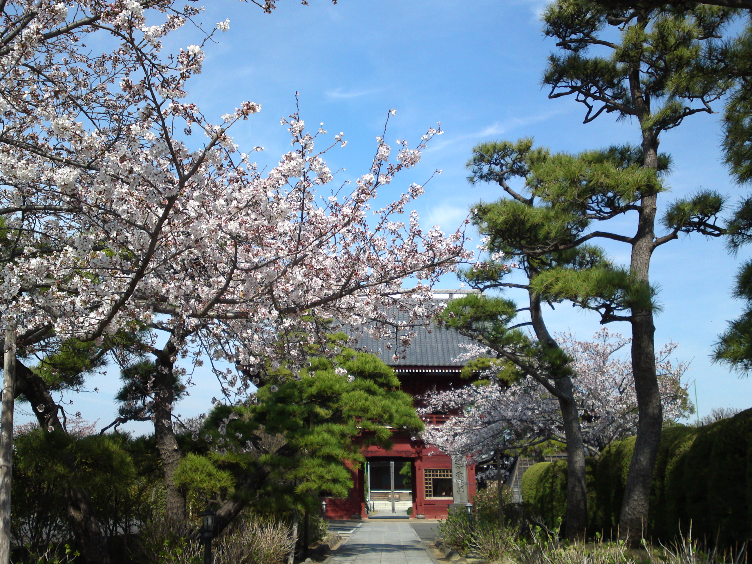 2018年春徳願寺に咲く桜の花２