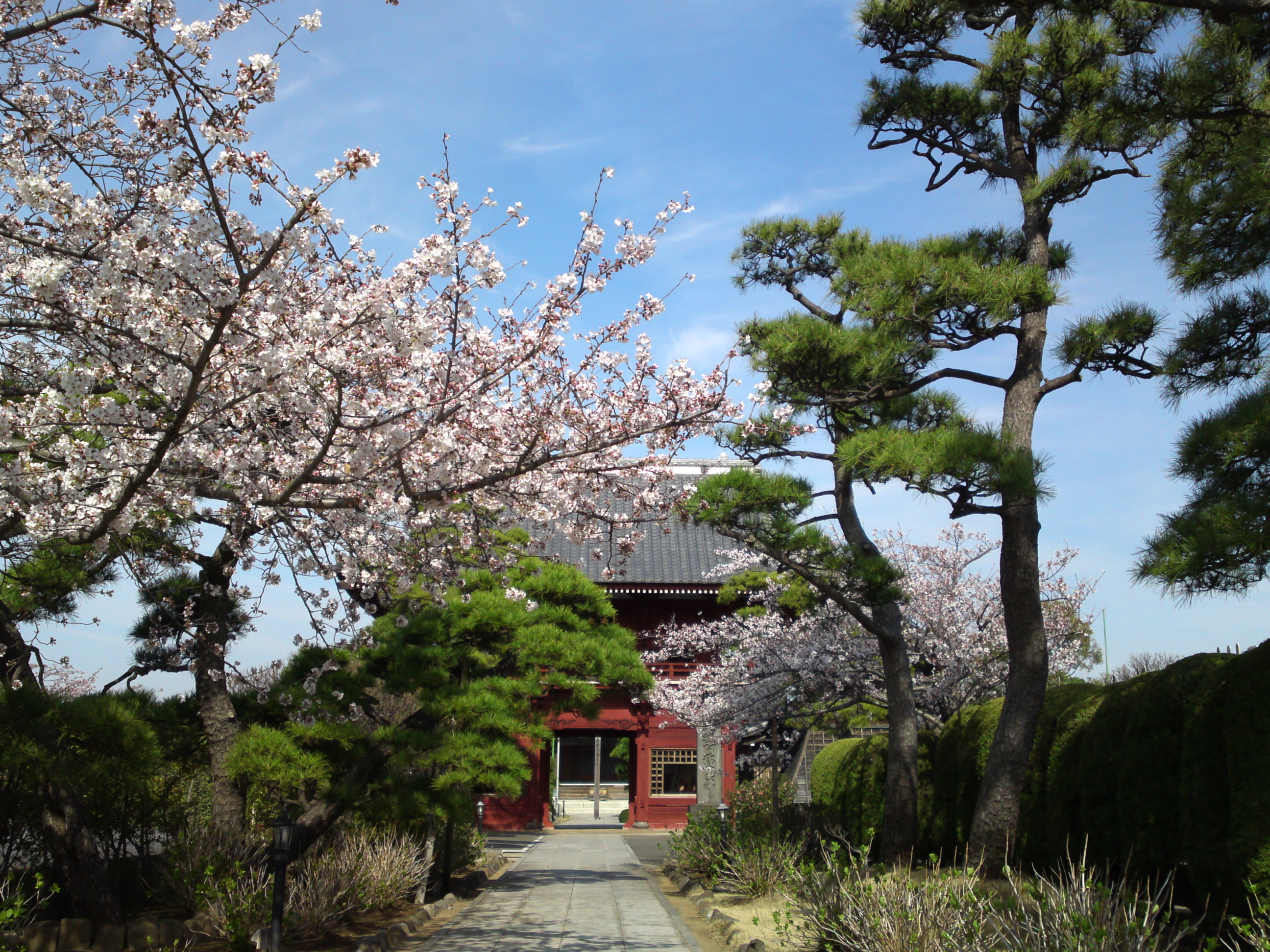 2018年春徳願寺に咲く桜の花４