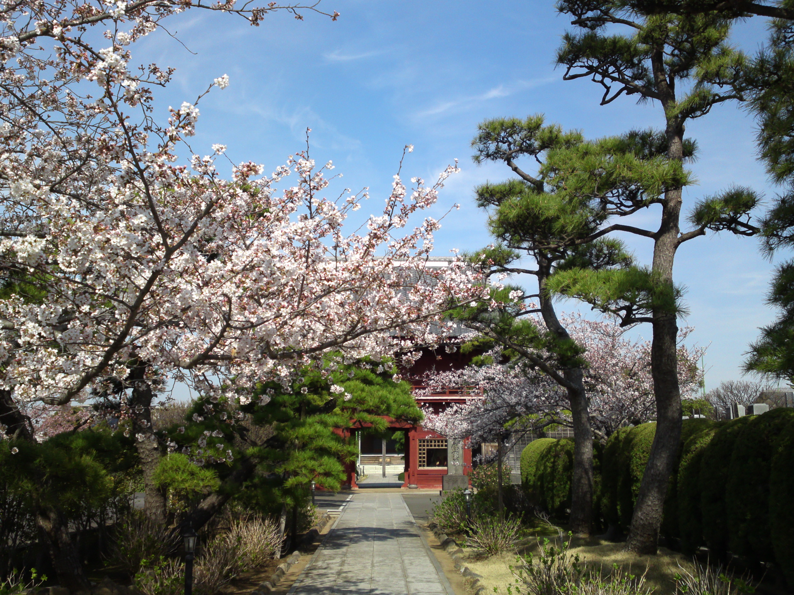 2018年春徳願寺に咲く桜の花５