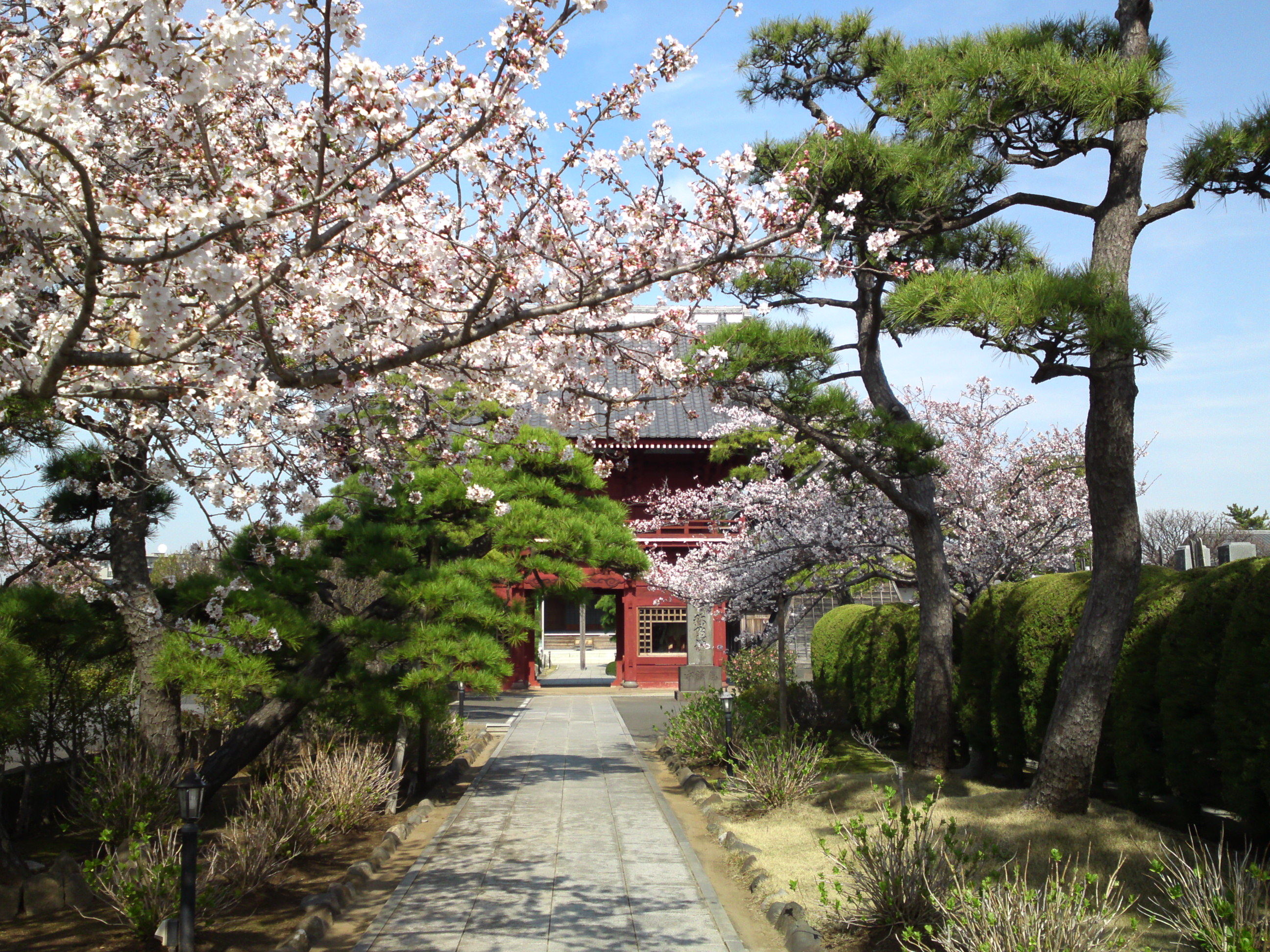 2018年春徳願寺に咲く桜の花１６