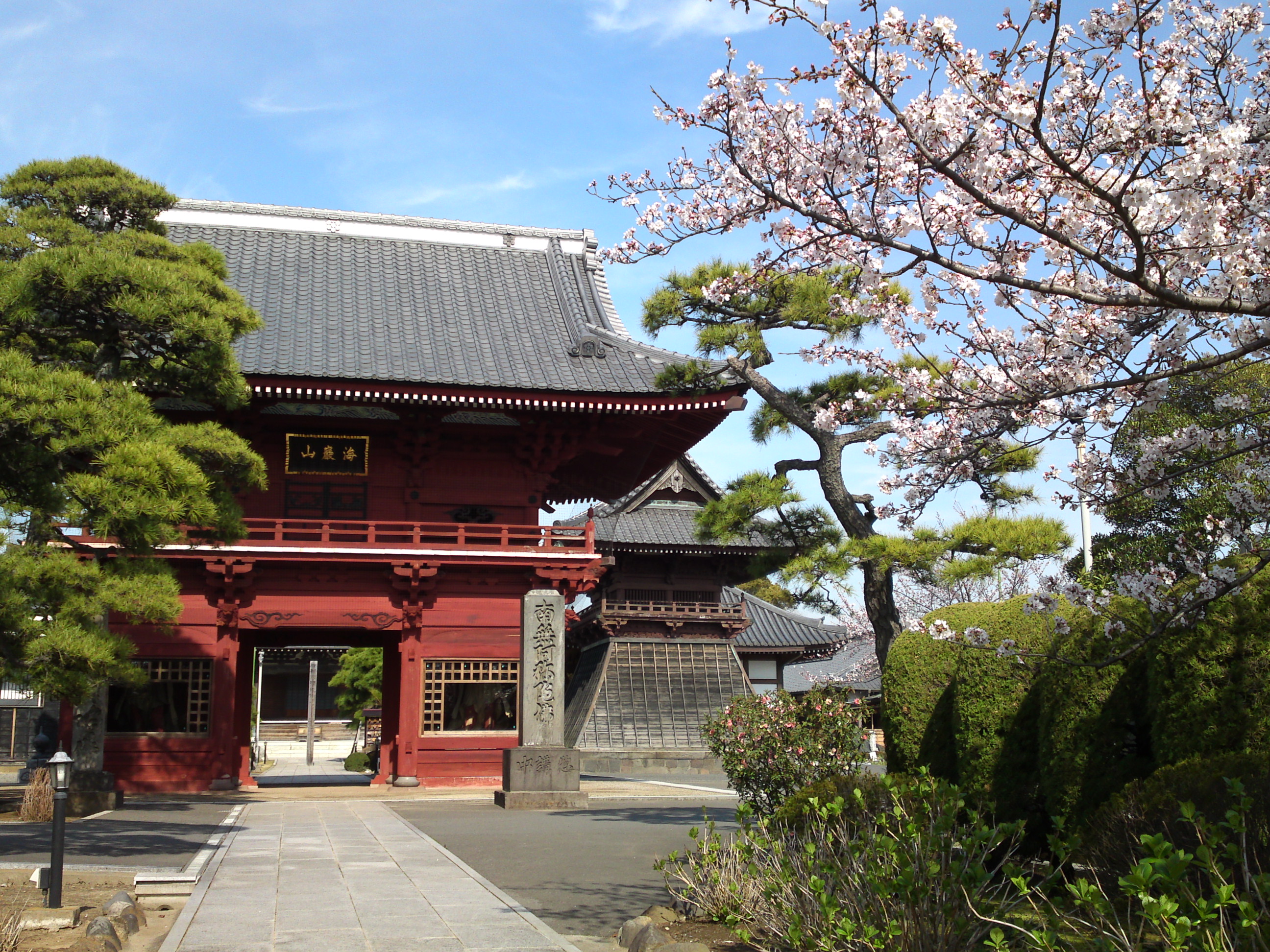 2018年春徳願寺に咲く桜の花１７