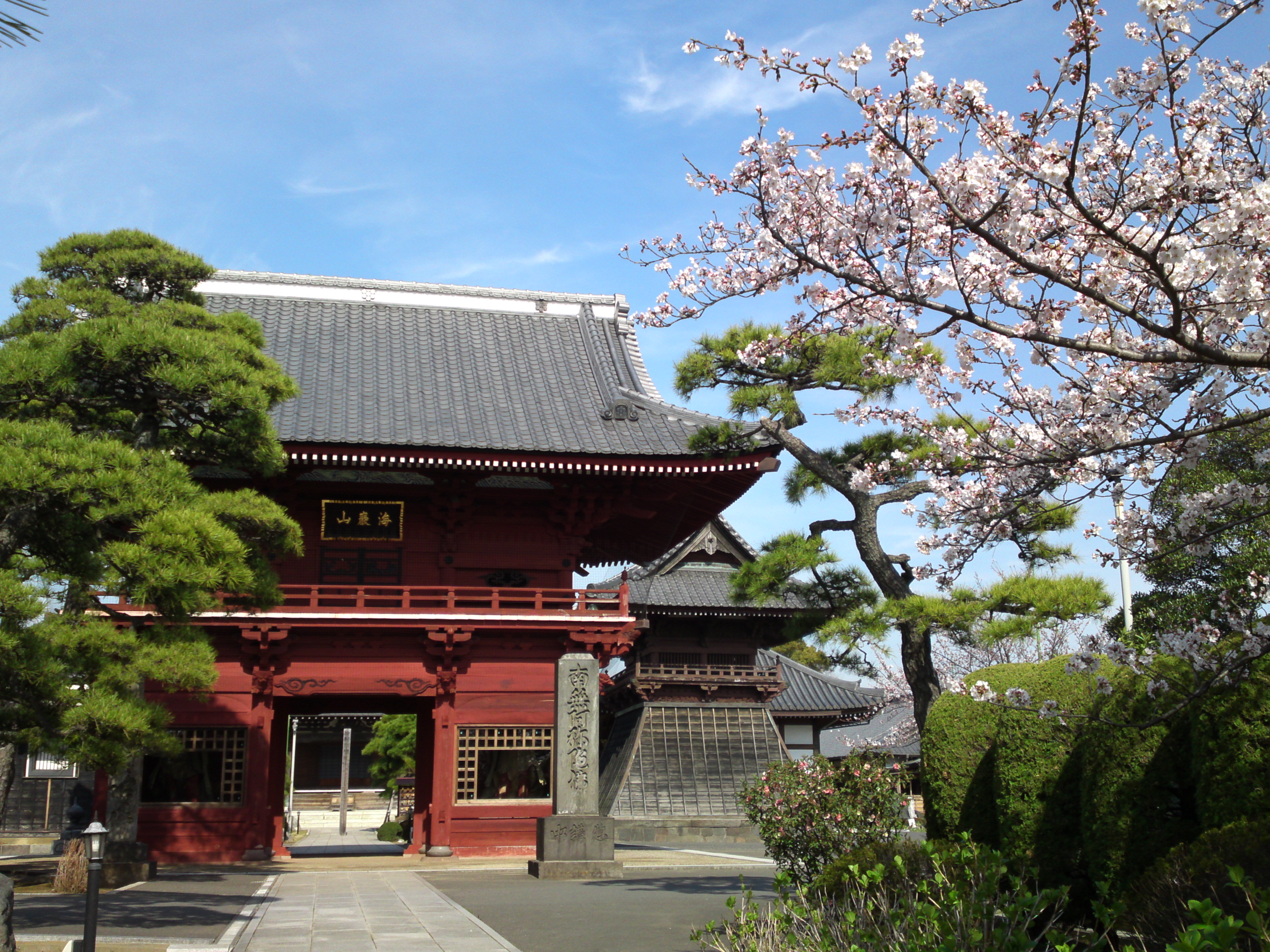 2018年春徳願寺に咲く桜の花８